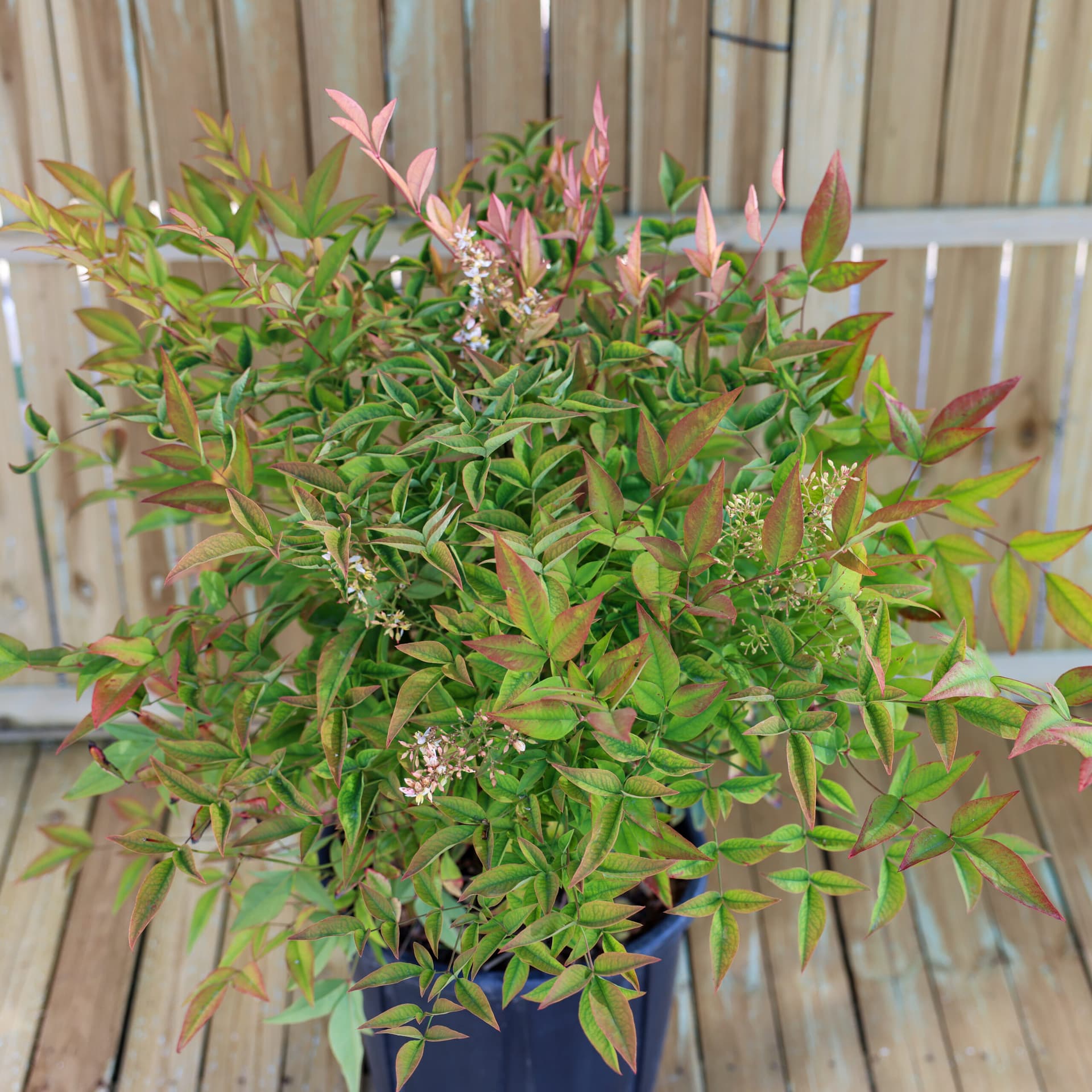 Bambus sfant (Nandina domestica) thumbnail 2