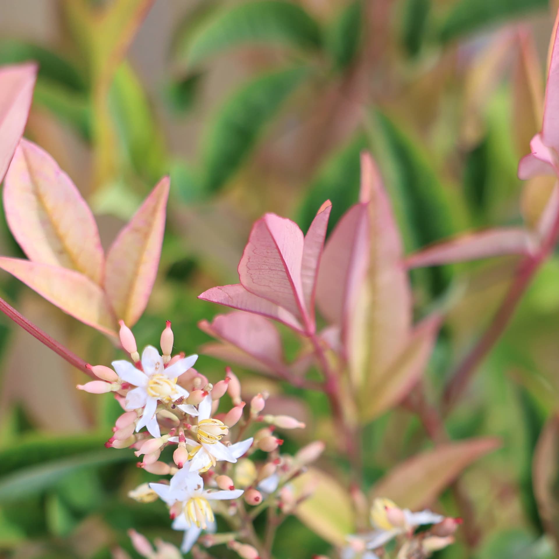 Bambus sfant (Nandina domestica) thumbnail 3