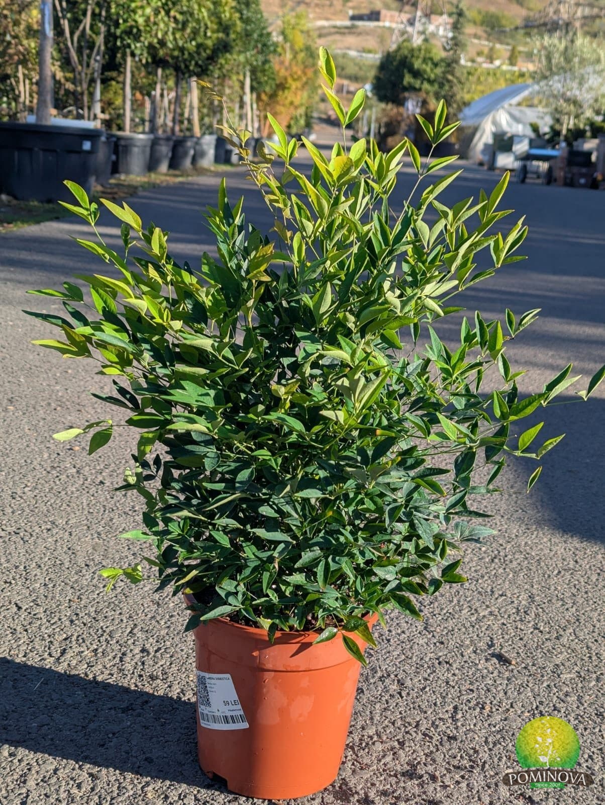 Bambus sfant (Nandina domestica)
