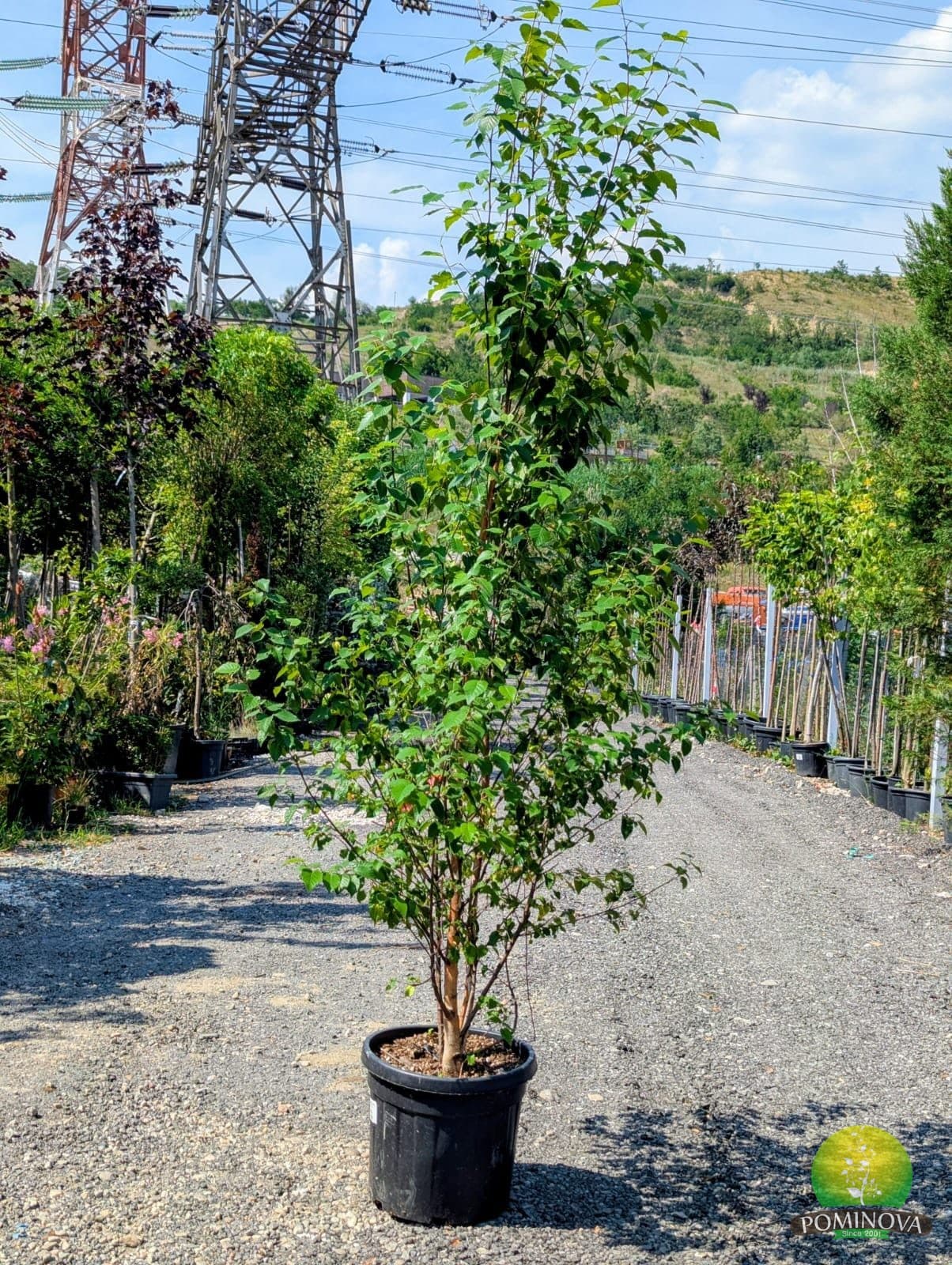 Mesteacăn negru (Betula nigra) — imagine 1