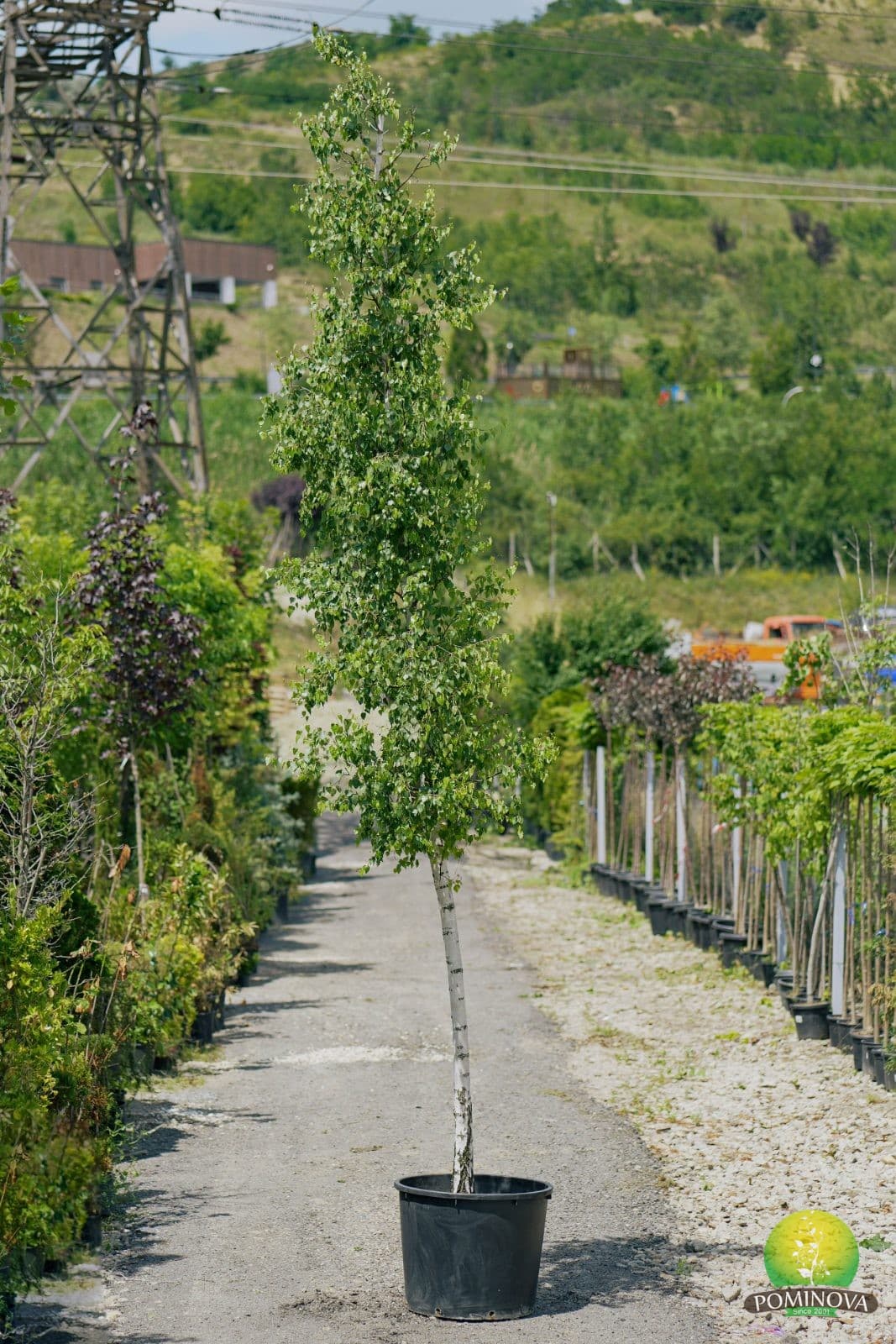 Mesteacăn (Betula pendula)