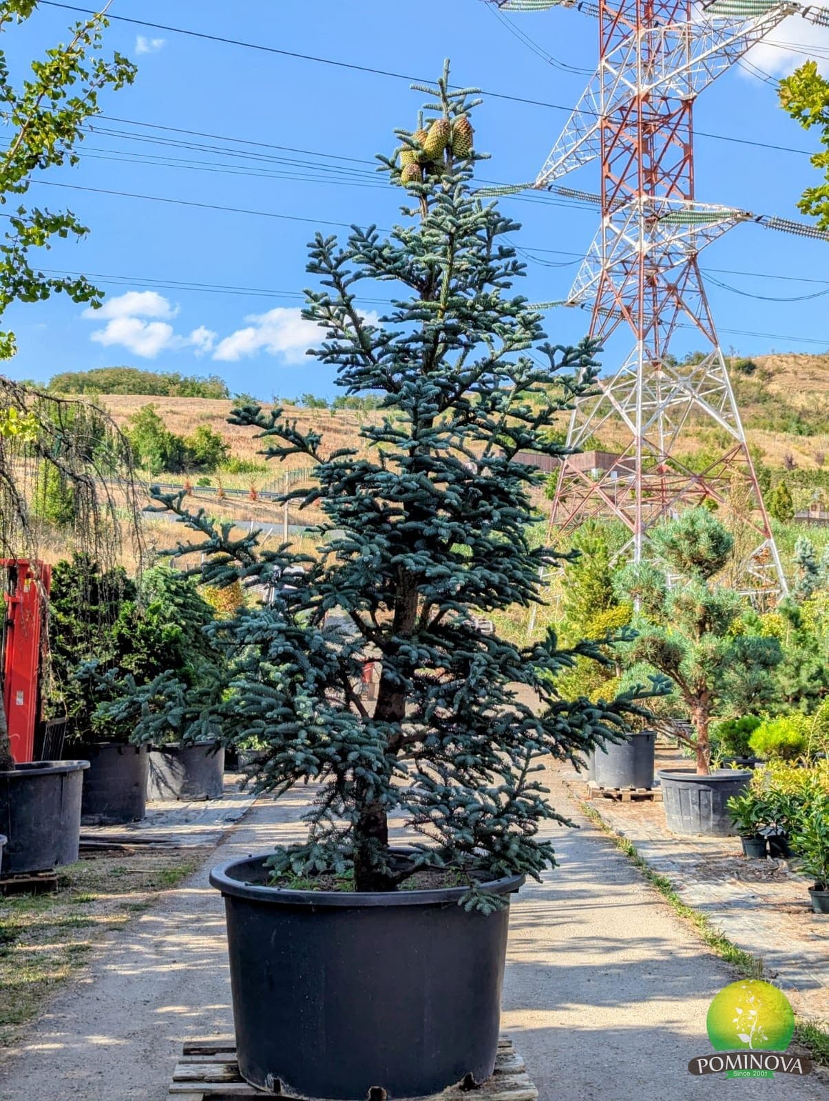 Brad nobil (Abies procera) — imagine 1