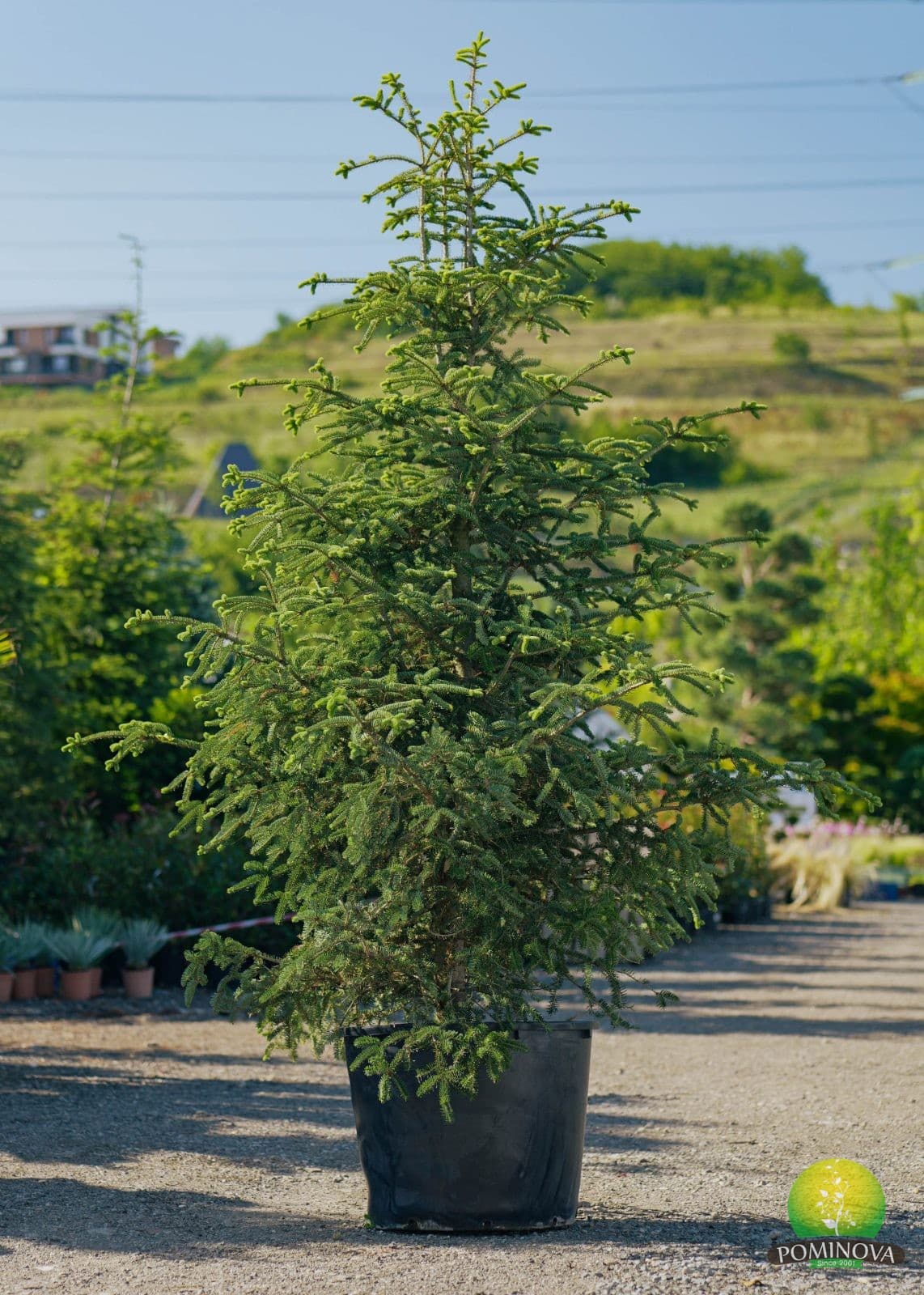 Brad  (Abies sp.)