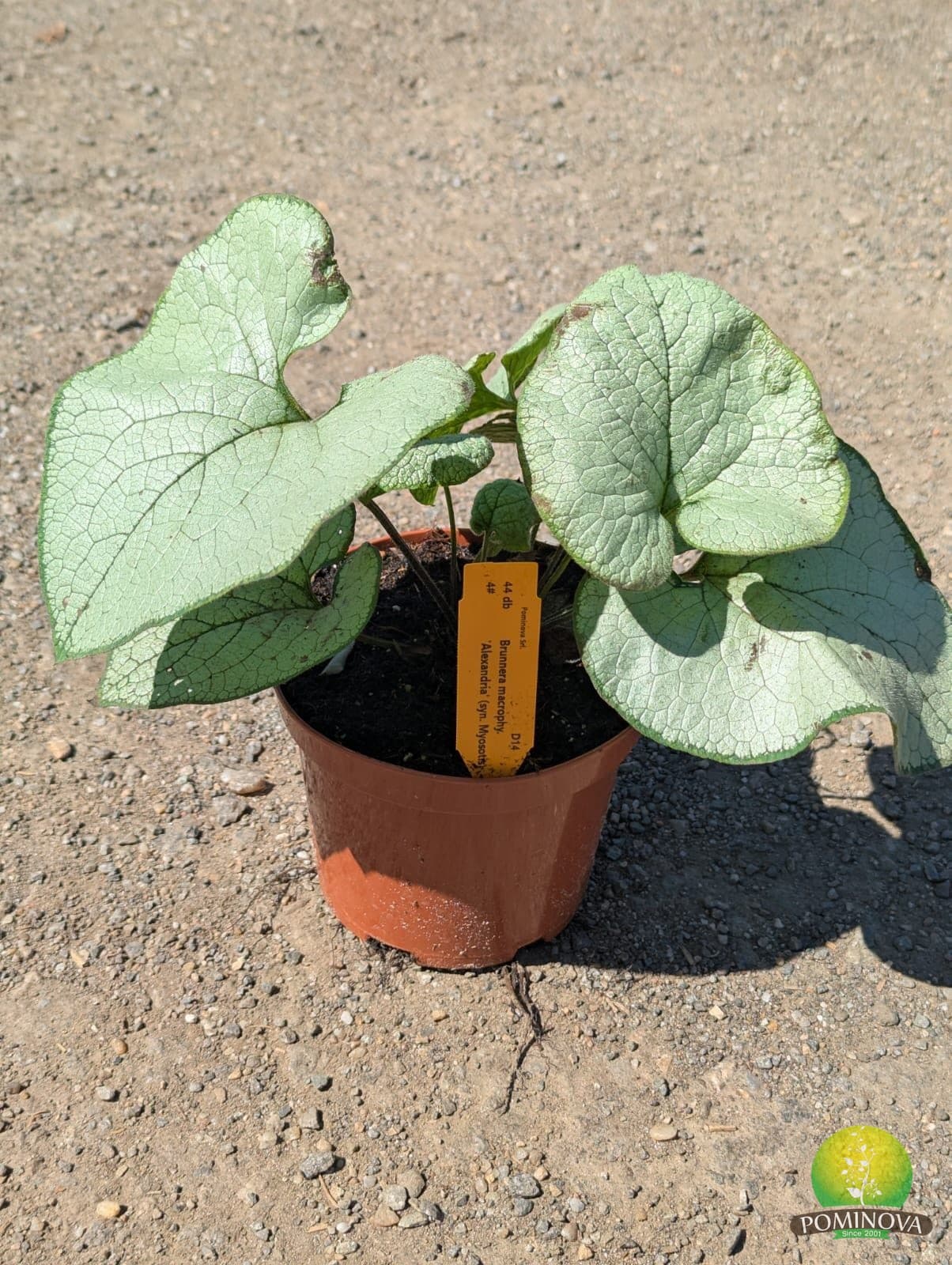 Brunnera (Brunnera macrophylla)