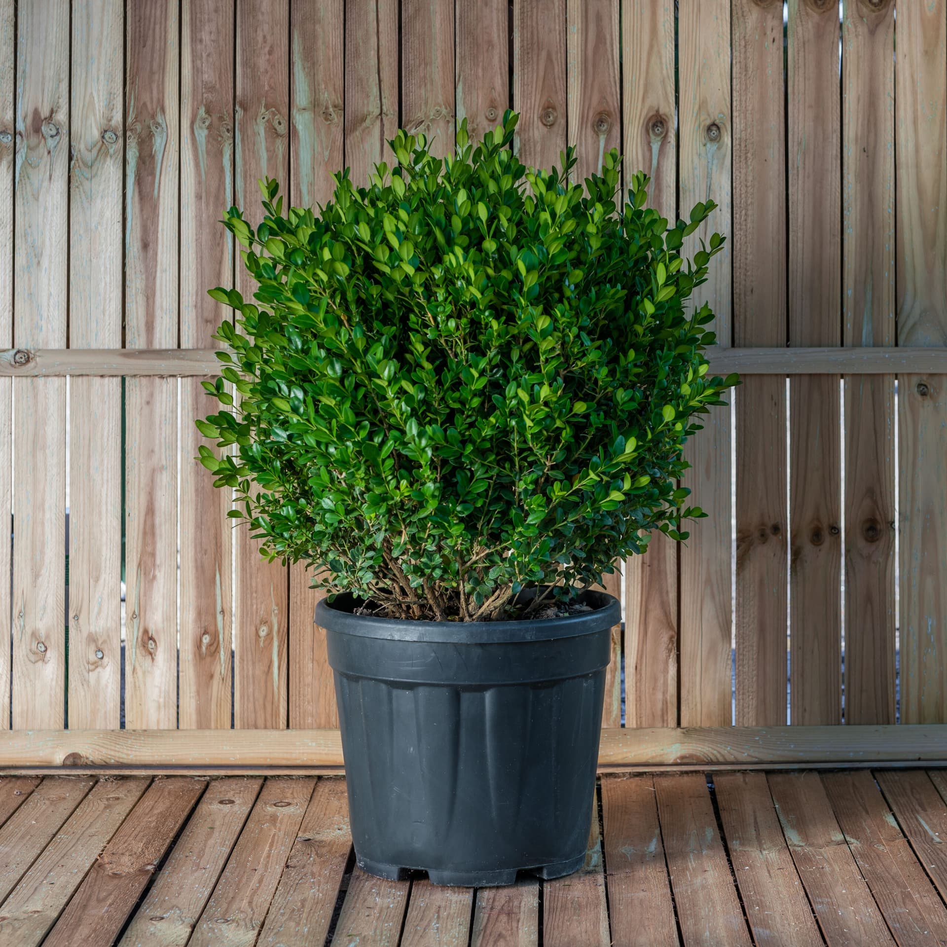 Cimișir glob (Buxus sempervirens)