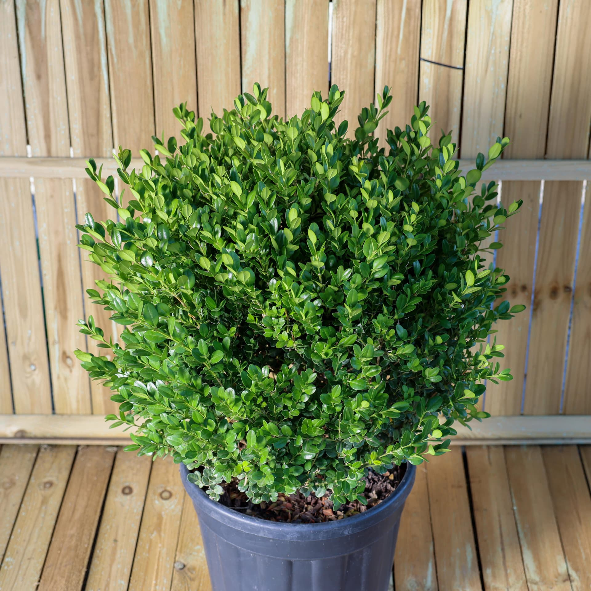 Cimișir glob (Buxus sempervirens) thumbnail 2