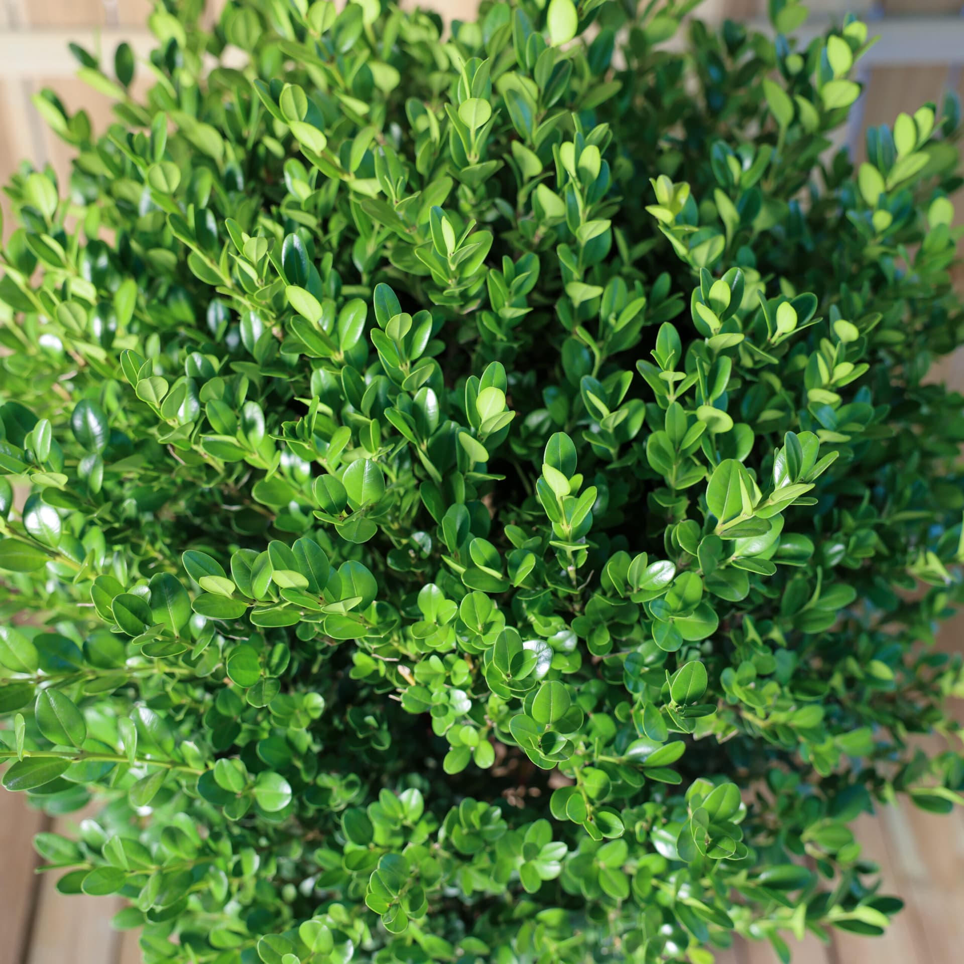 Cimișir glob (Buxus sempervirens) thumbnail 3