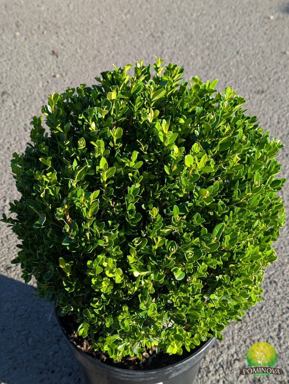 Cimișir glob (Buxus sempervirens)