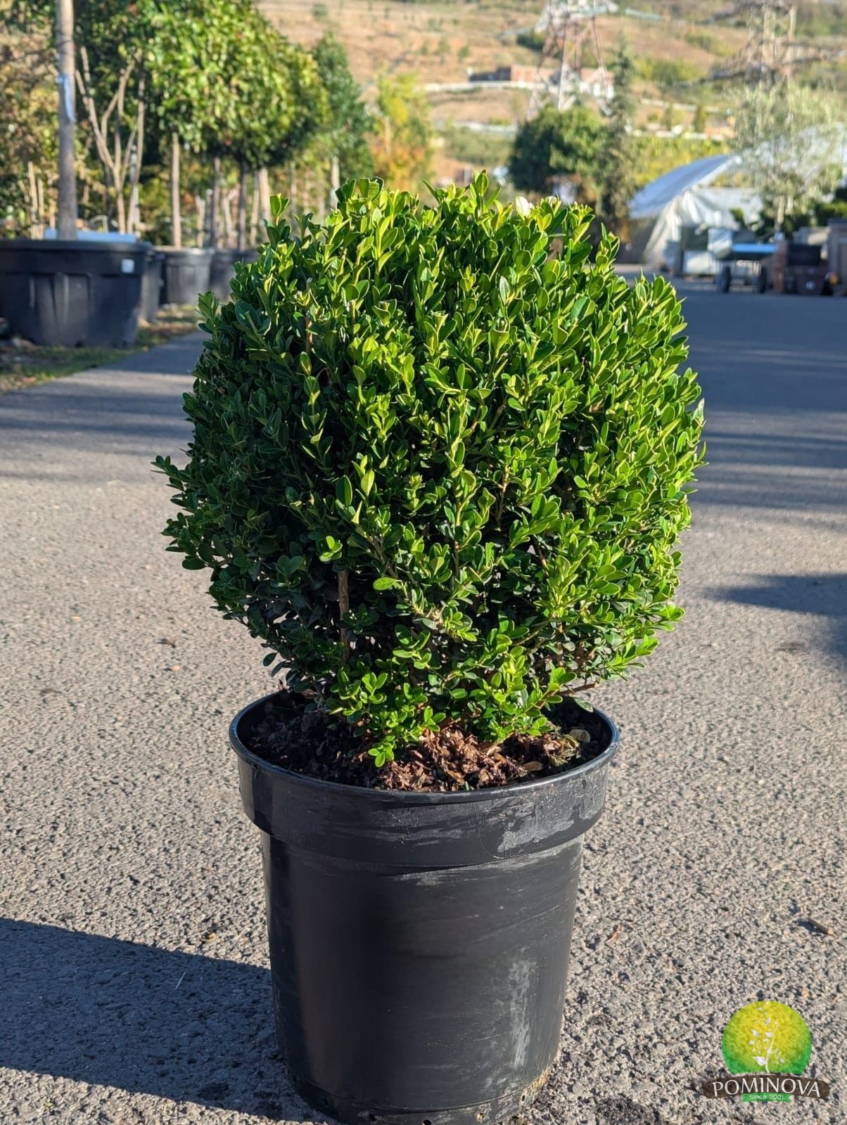 Cimișir glob (Buxus sempervirens) thumbnail 2