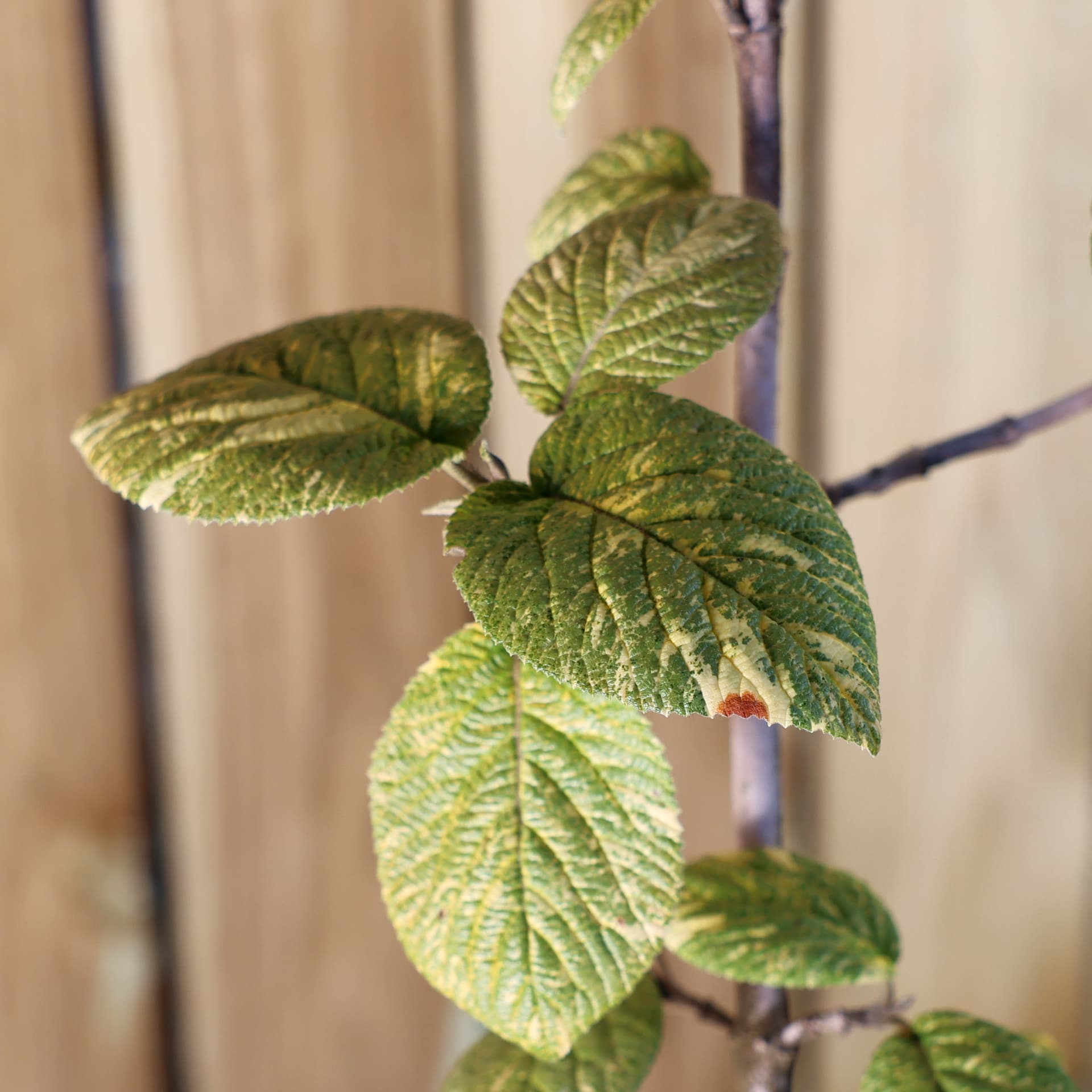 Calin (Viburnum lantana 'Aureovariegata') thumbnail 2