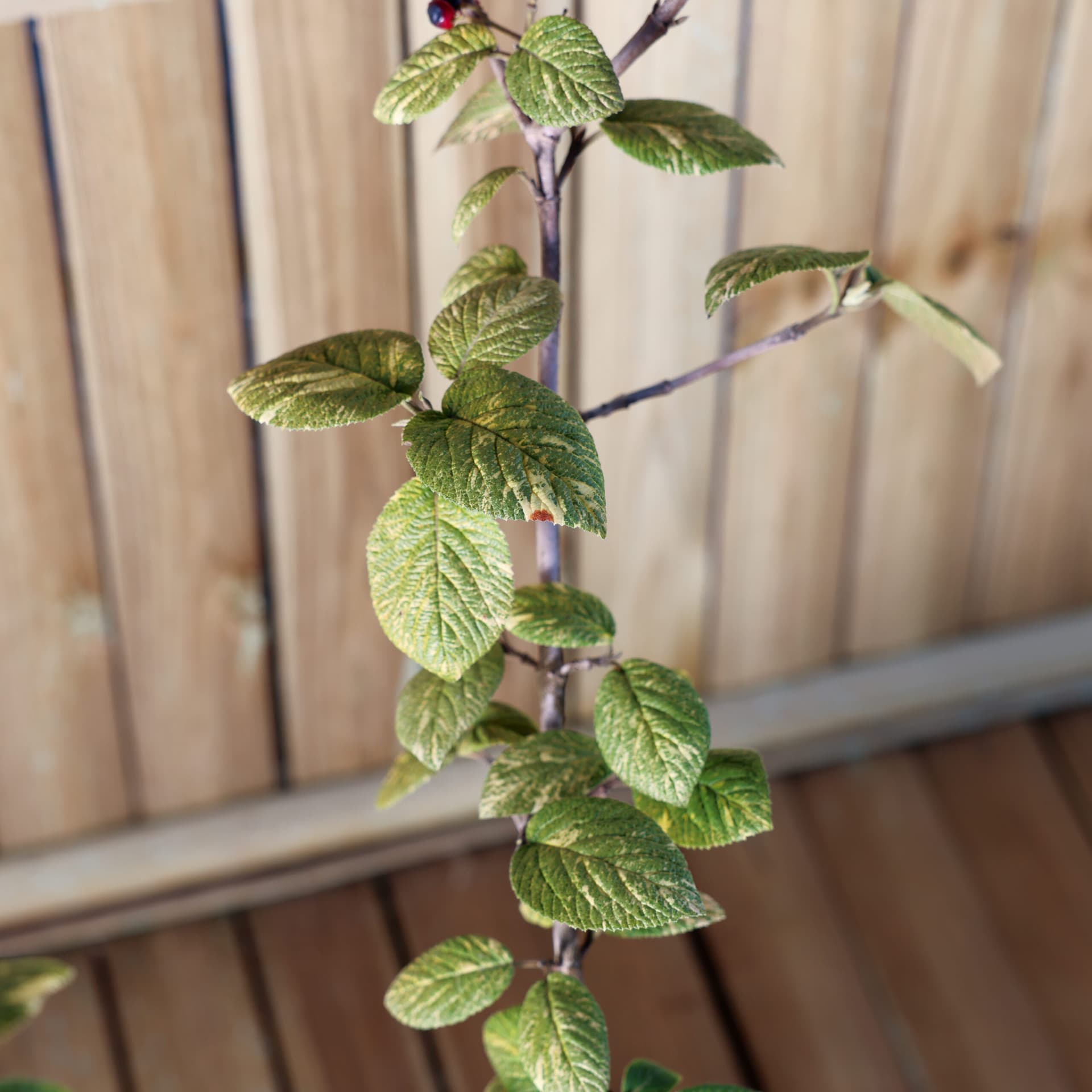 Calin (Viburnum lantana 'Aureovariegata') thumbnail 3
