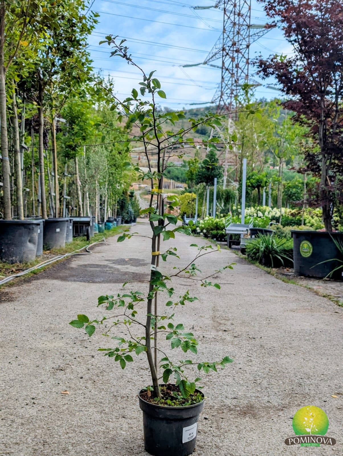 Carpen (Carpinus betulus) — imagine 1