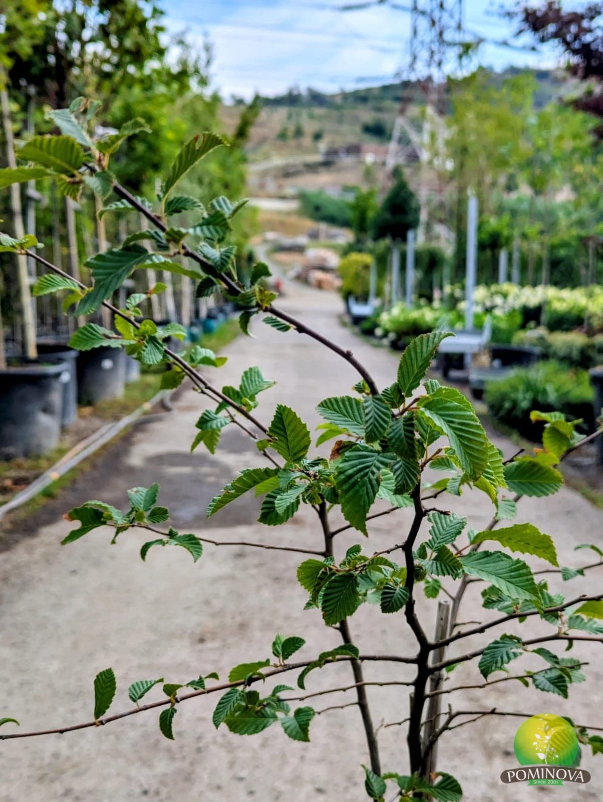 Carpen (Carpinus betulus) thumbnail 2