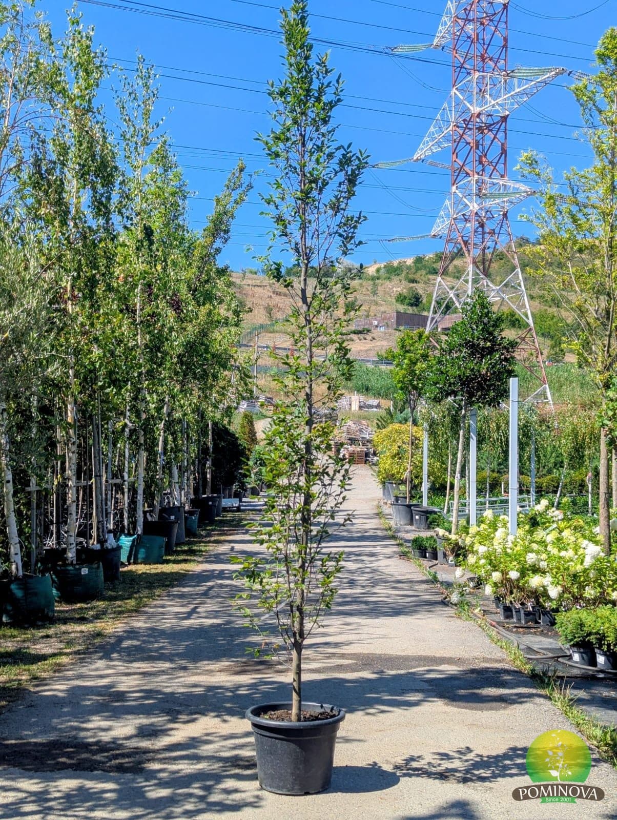 Carpen columnar (Carpinus betulus 'Fastigiata') — imagine 1
