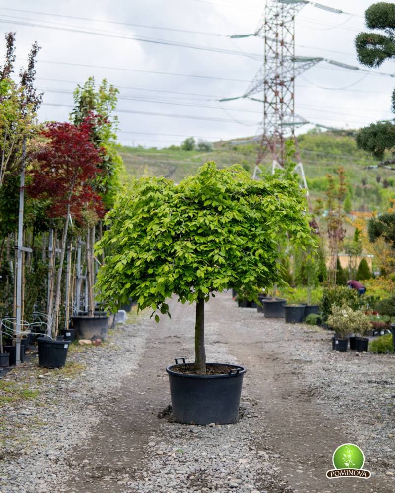 Carpen pendul (Carpinus betulus 'Pendula')