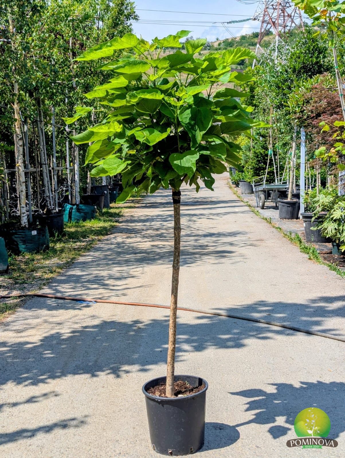 Catalpa pitică 'Bungei' (Catalpa 'Bungei') — imagine 1