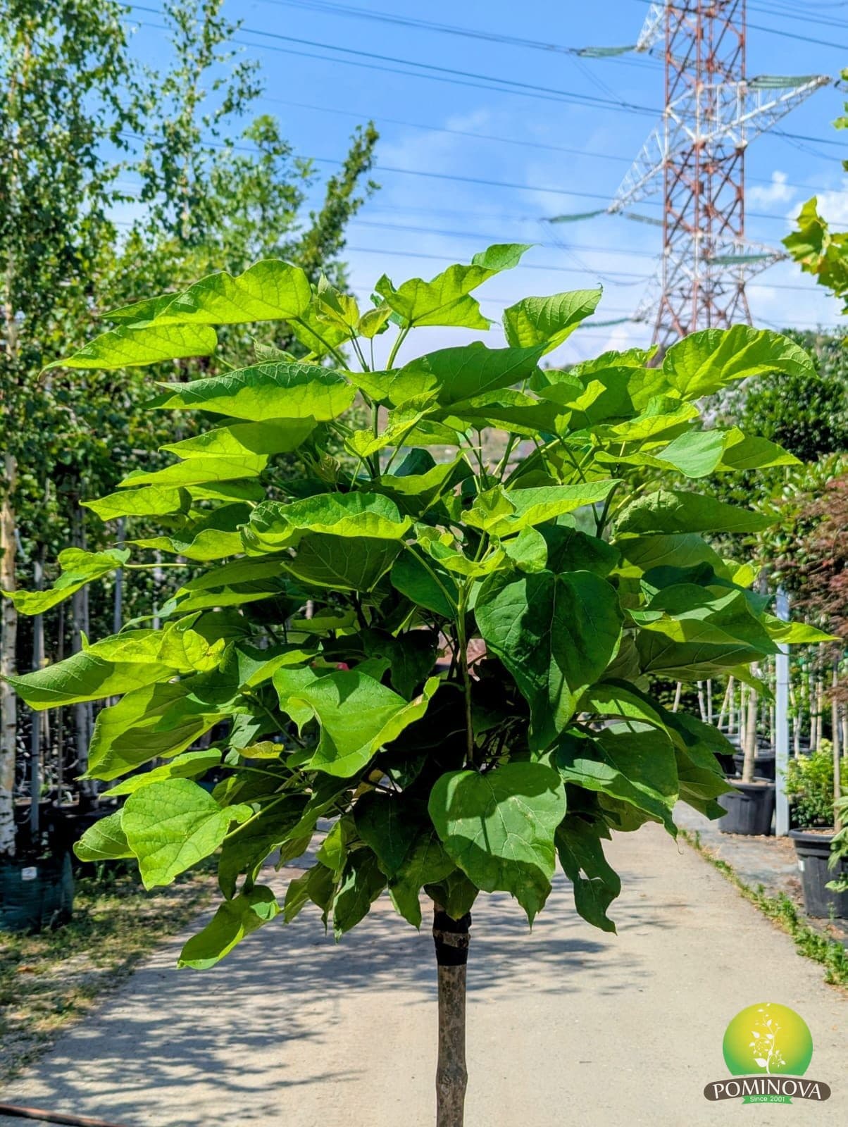 Catalpa pitică 'Bungei' (Catalpa 'Bungei') thumbnail 2