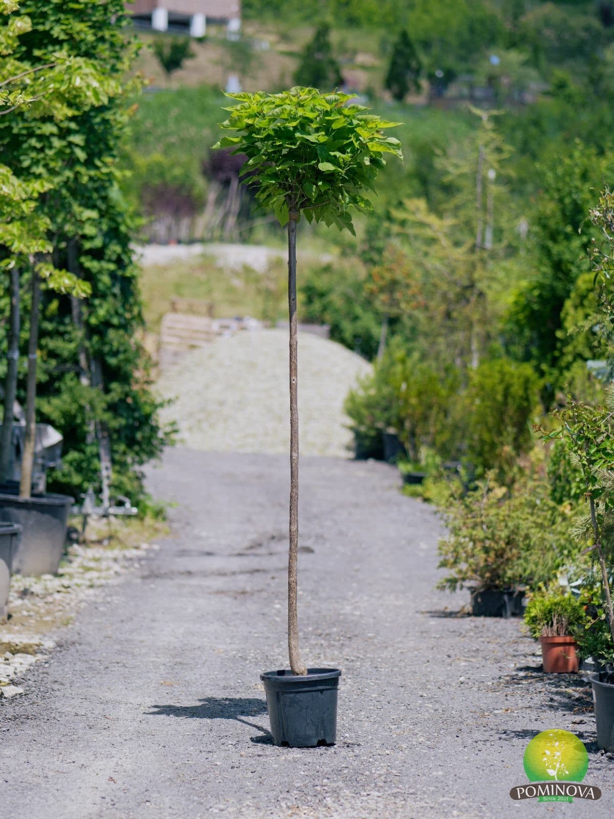 Catalpa globulară (Catalpa bignonioides 'Nana') — imagine 1
