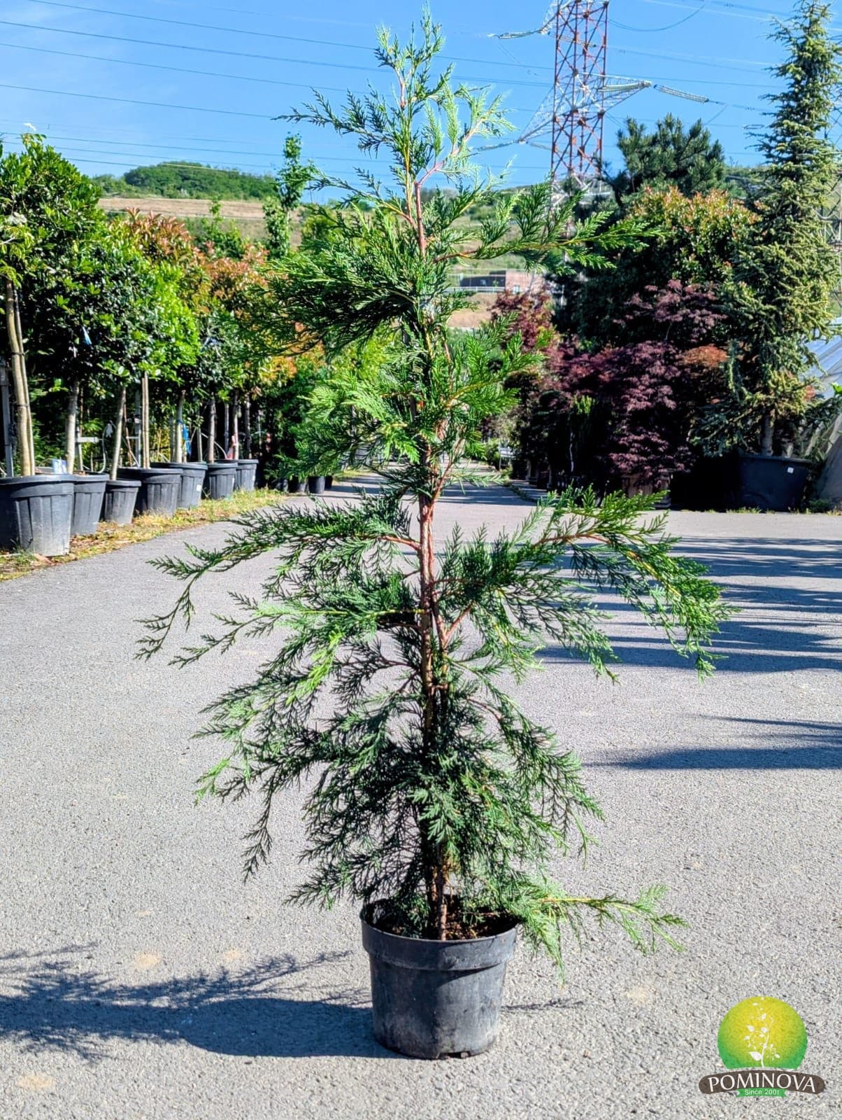 Chiparos leiland (Cupressocyparis leylandii)