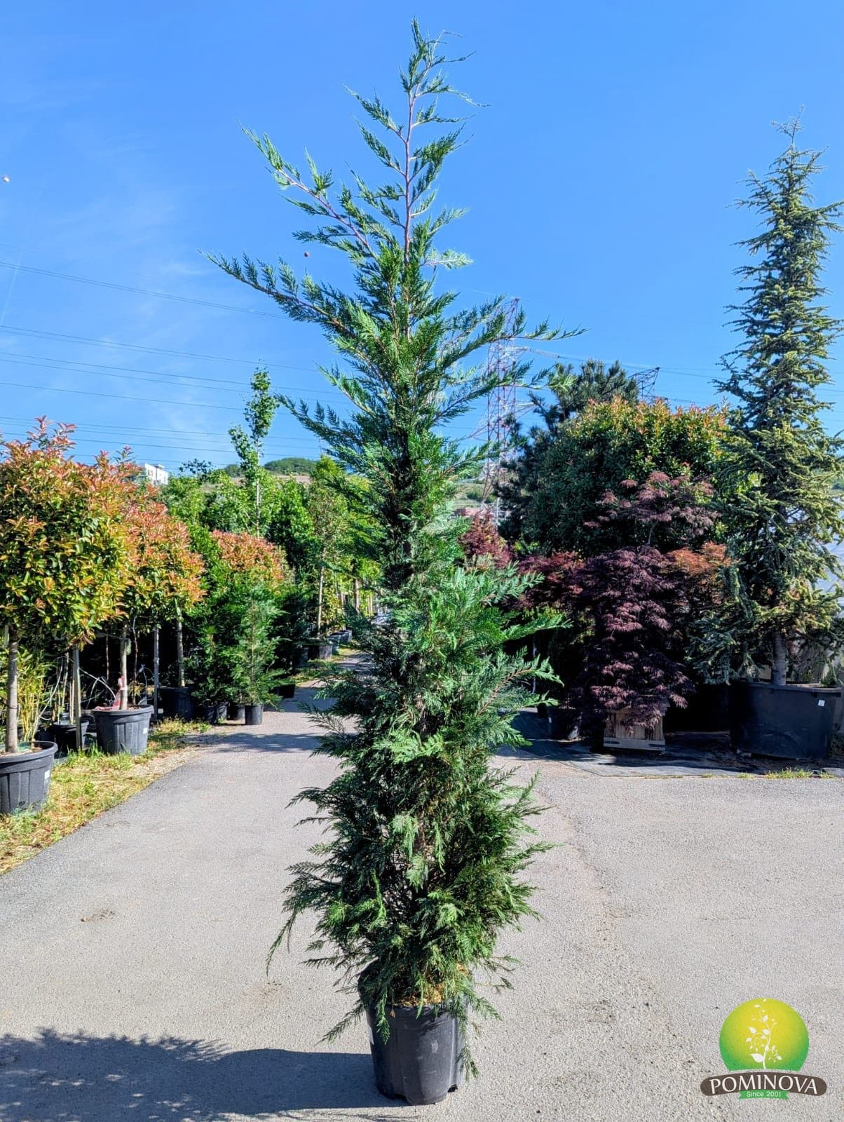 Chiparos leiland (Cupressocyparis leylandii) thumbnail 2