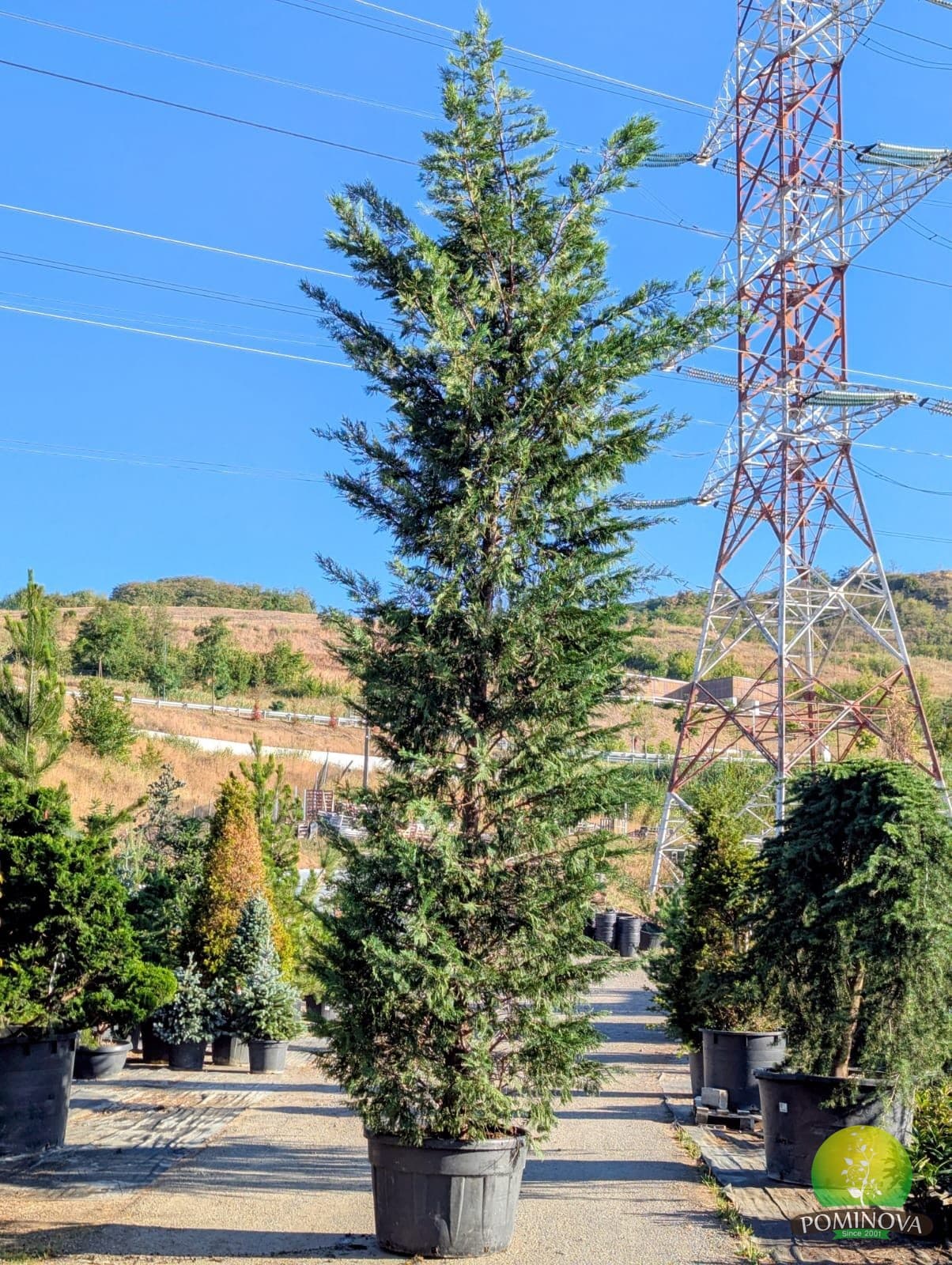 Chiparos leiland (Cupressocyparis leylandii) thumbnail 4