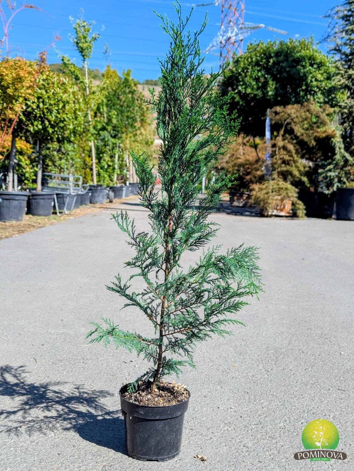 Chiparos leiland (Cupressocyparis leylandii)