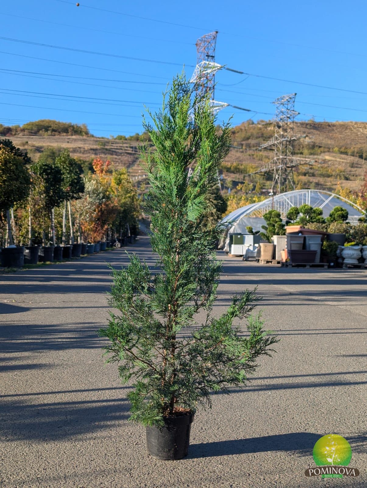 Chiparos leiland (Cupressocyparis leylandii) thumbnail 6