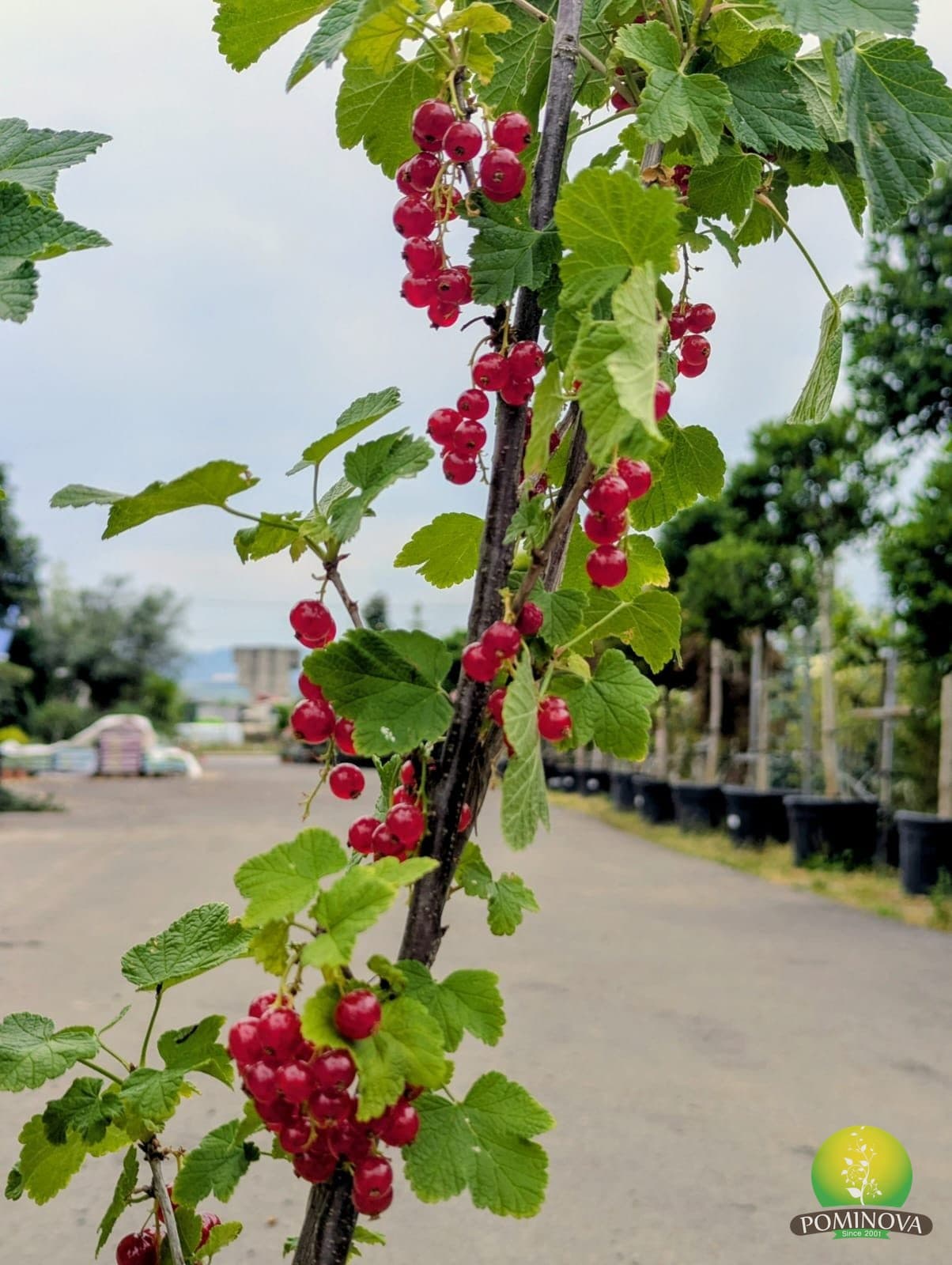 Coacăz (Ribes sp.) thumbnail 2