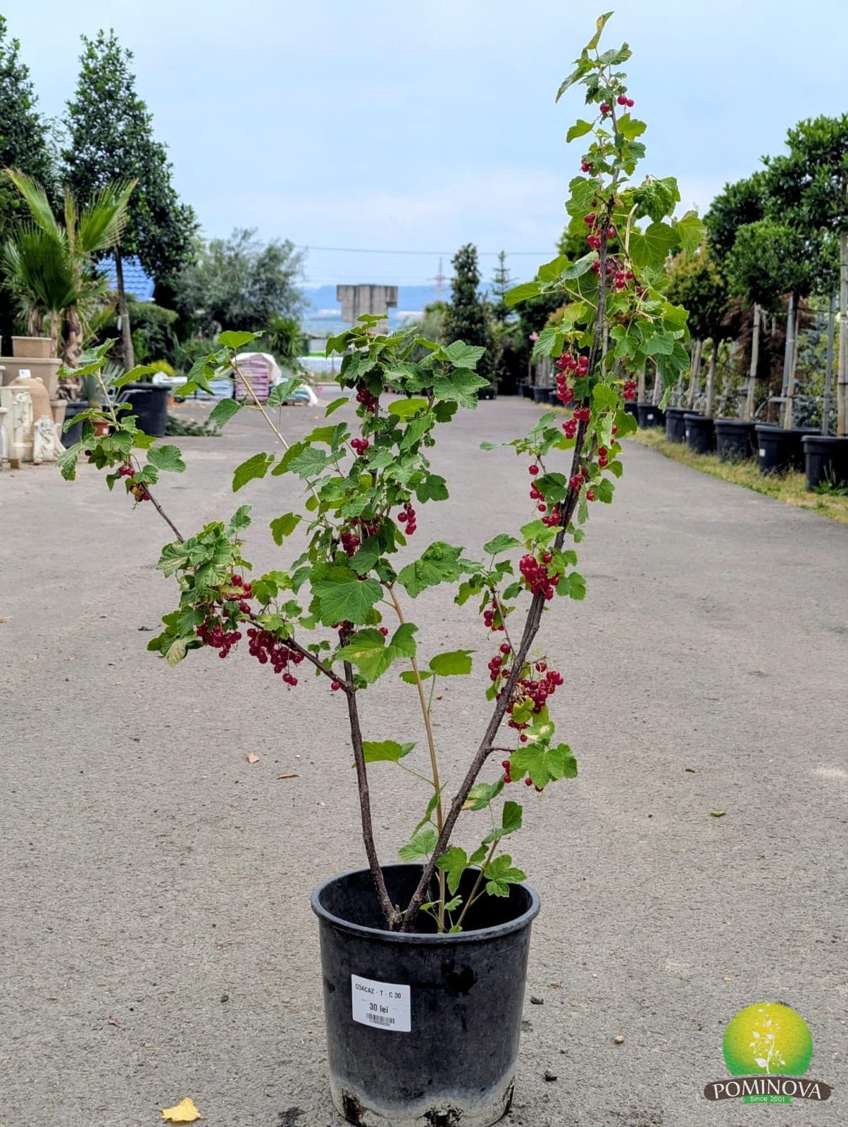 Coacăz (Ribes sp.) — imagine 1