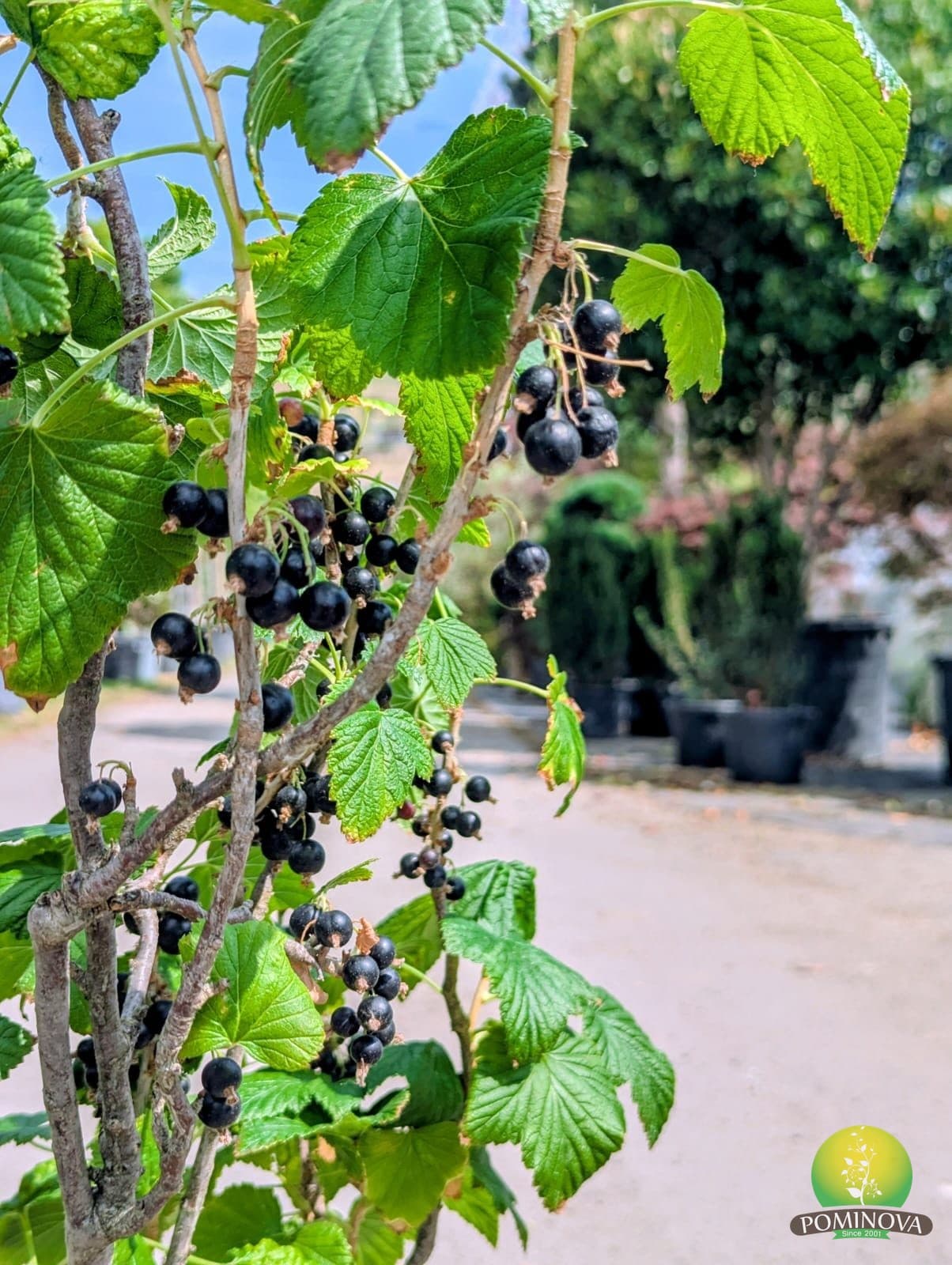 Coacăz (Ribes sp.) thumbnail 3