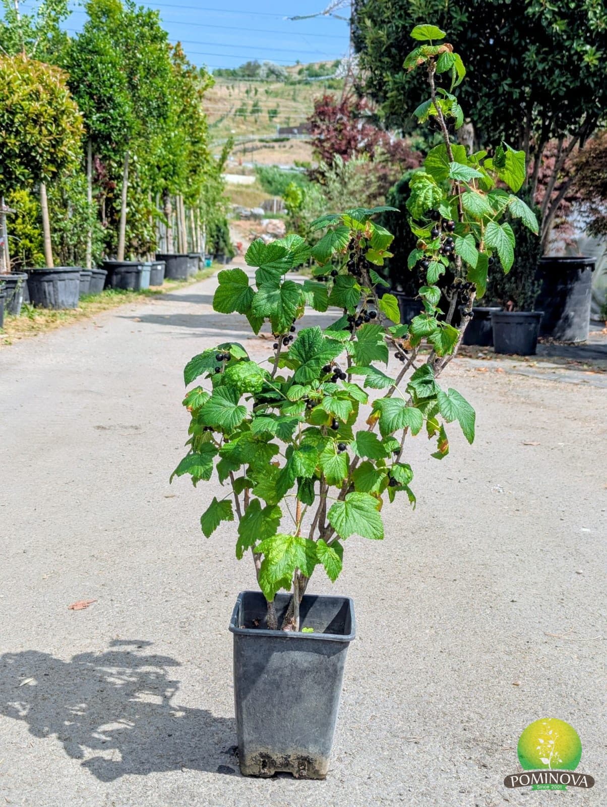 Coacăz (Ribes sp.) thumbnail 4