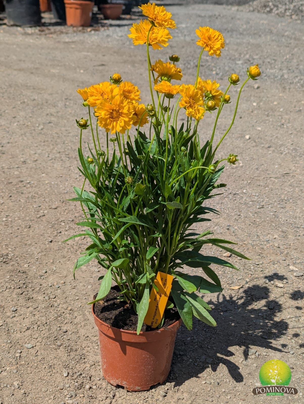 Coreopsis spp.
