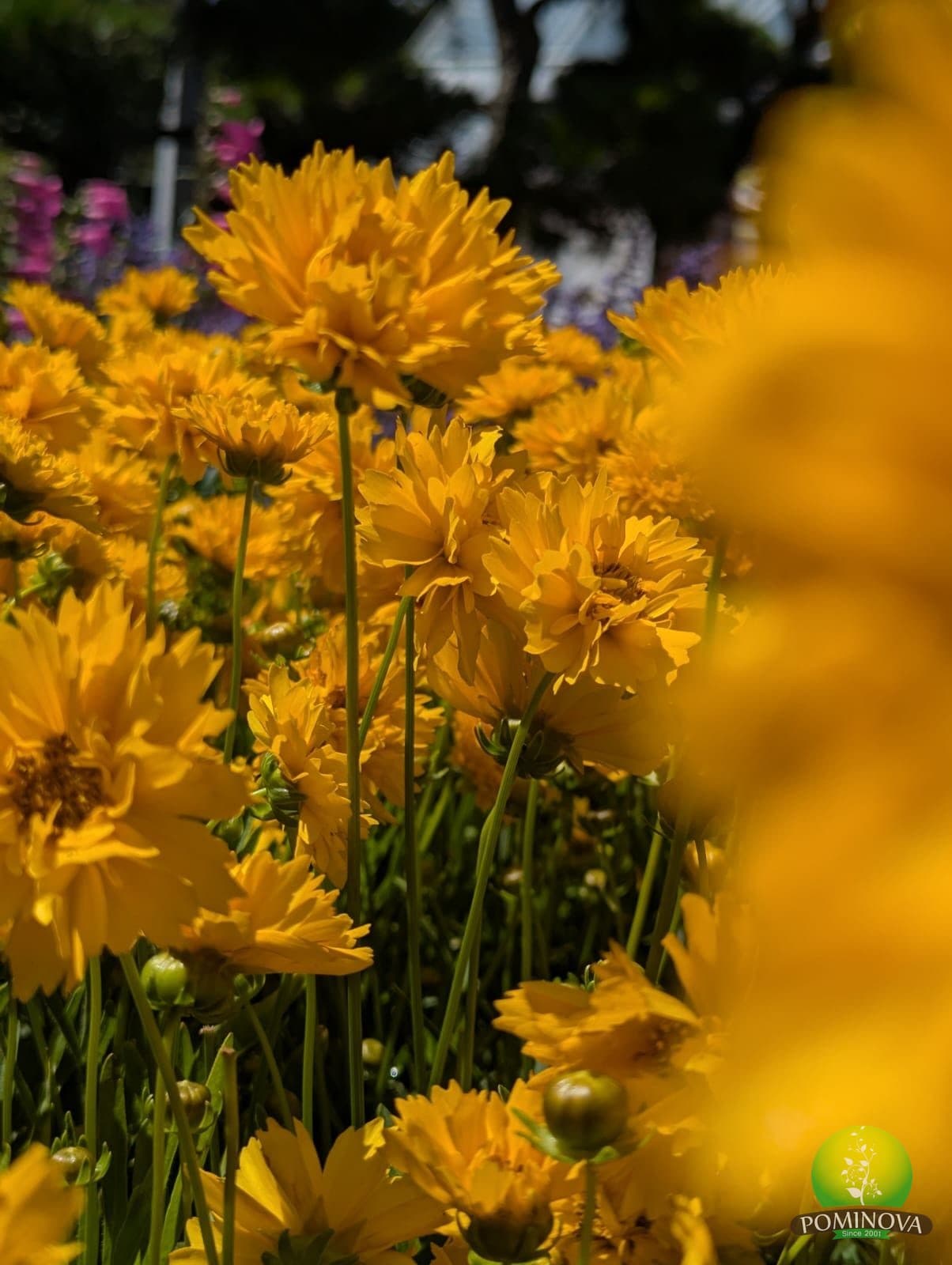 Coreopsis spp. thumbnail 2