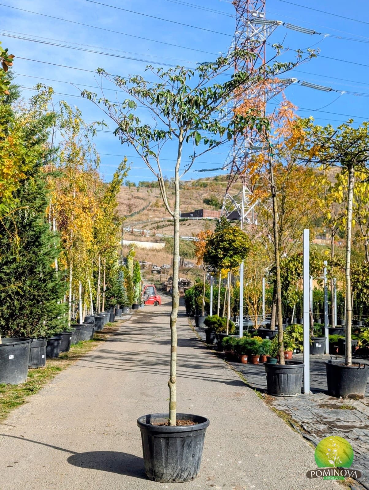 Corn etajat (Cornus controversa)