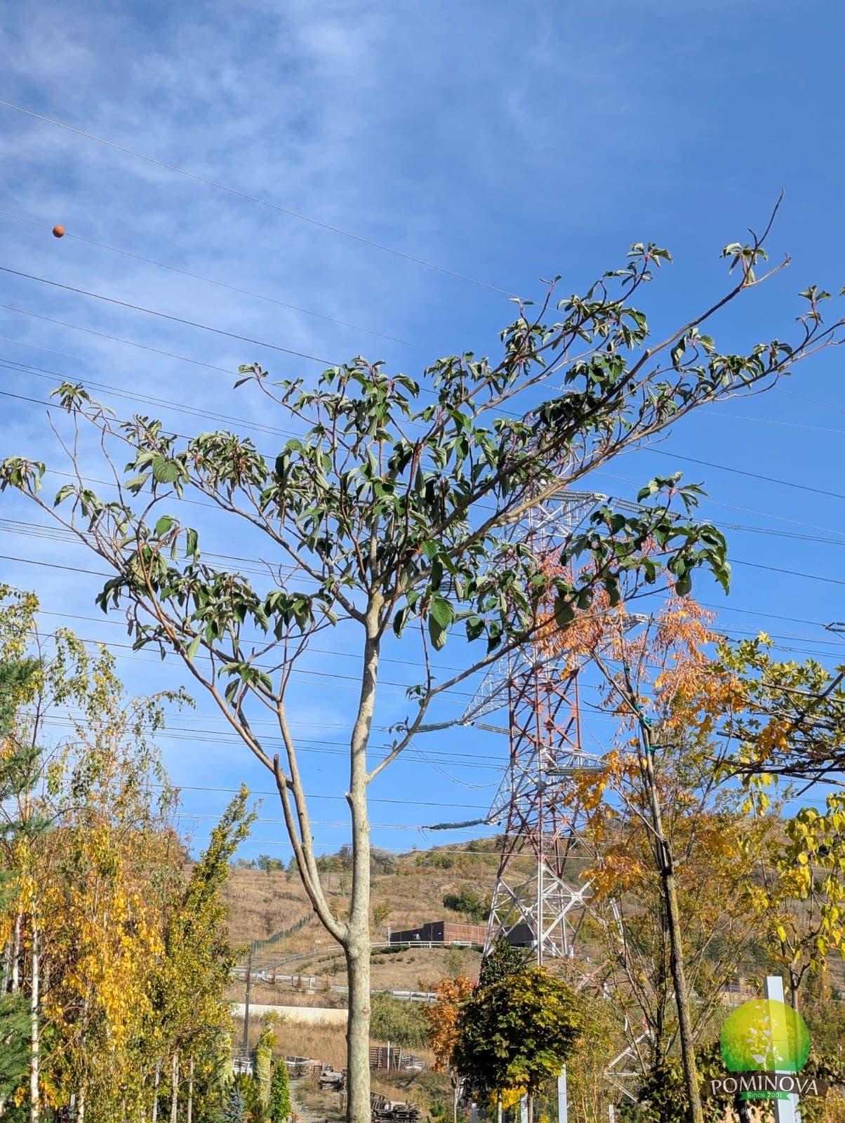 Corn etajat (Cornus controversa) thumbnail 2