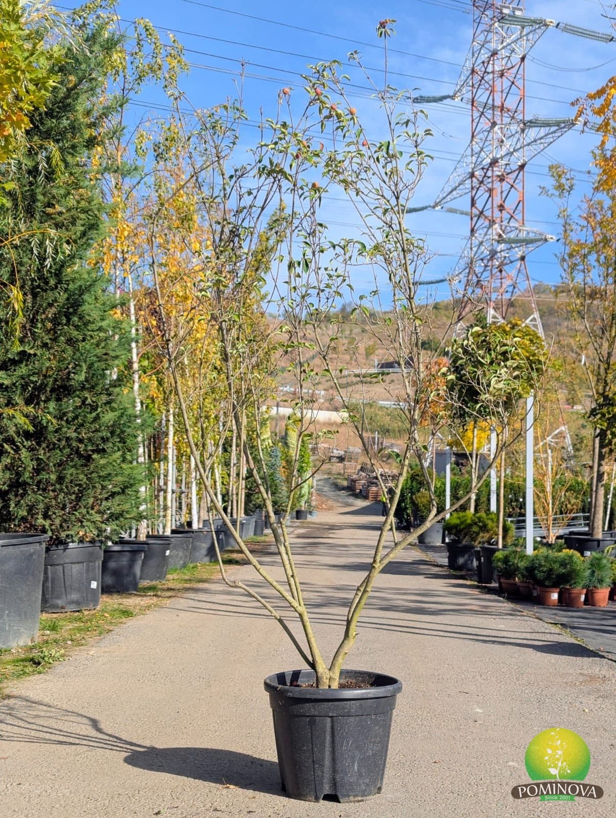 Cornus florida (Cornus florida - Multistem) - imagine 1