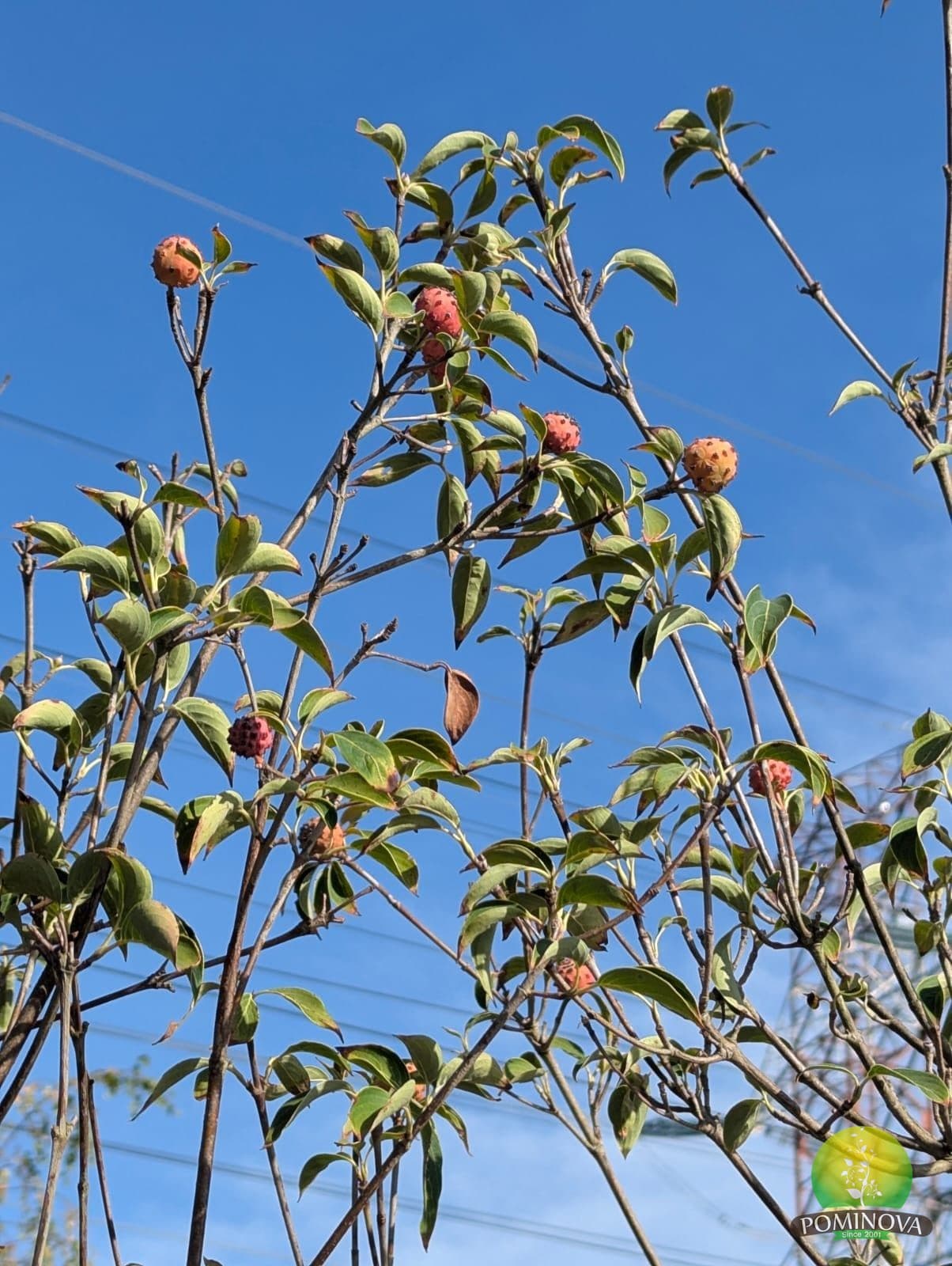 Cornus florida (Cornus florida - Multistem) thumbnail 2