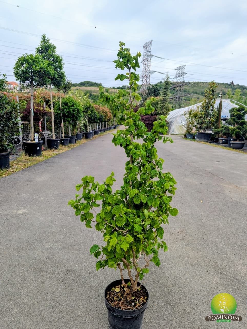 Alun cu ramuri răsucite (Corylus avellana 'Medusa')