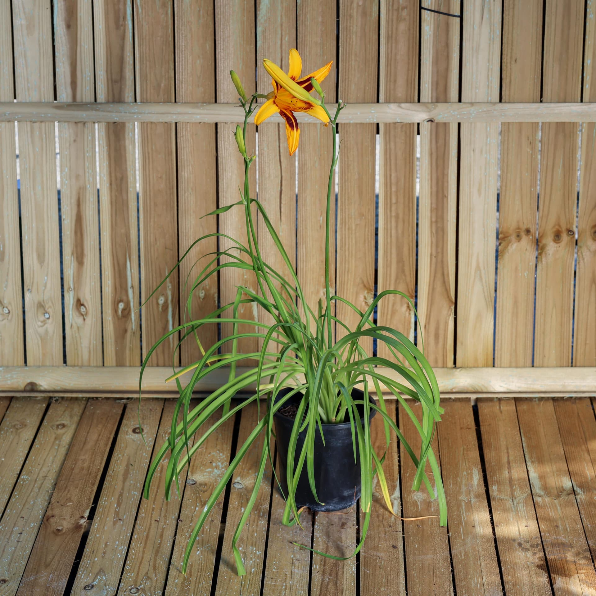 Crin de o zi (Hemerocallis)
