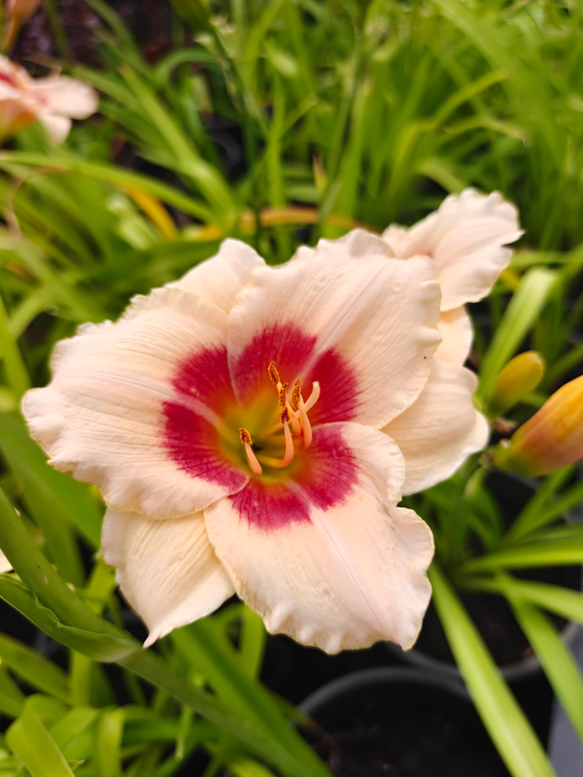 Crin de o zi (Hemerocallis) thumbnail 2