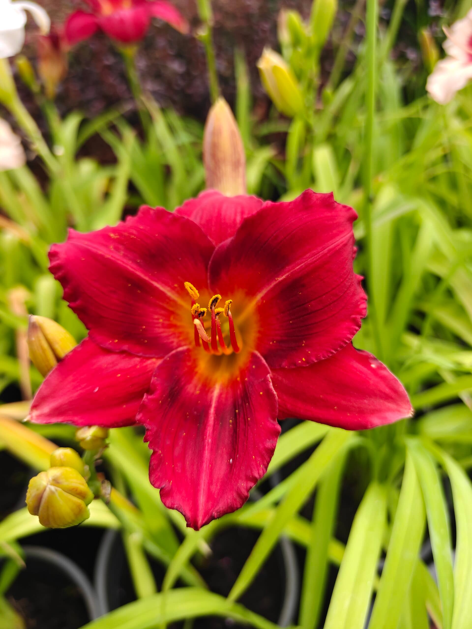 Crin de o zi (Hemerocallis) thumbnail 3