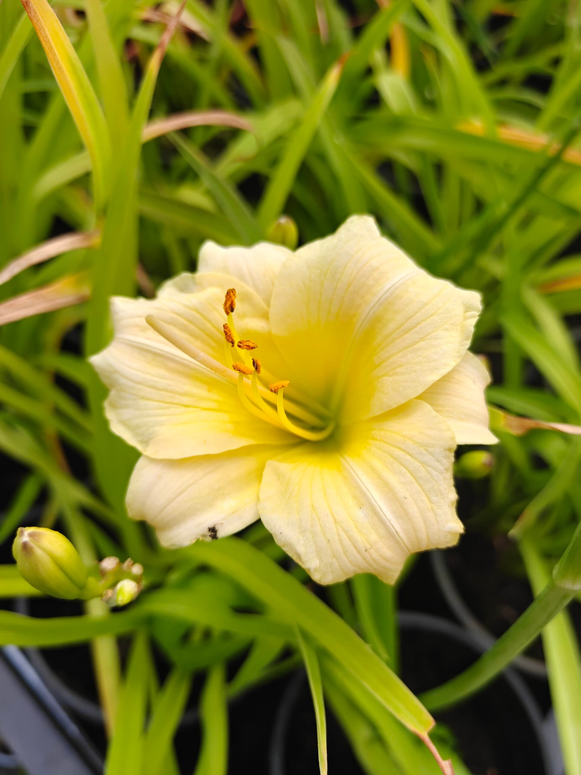 Crin de o zi (Hemerocallis) thumbnail 4