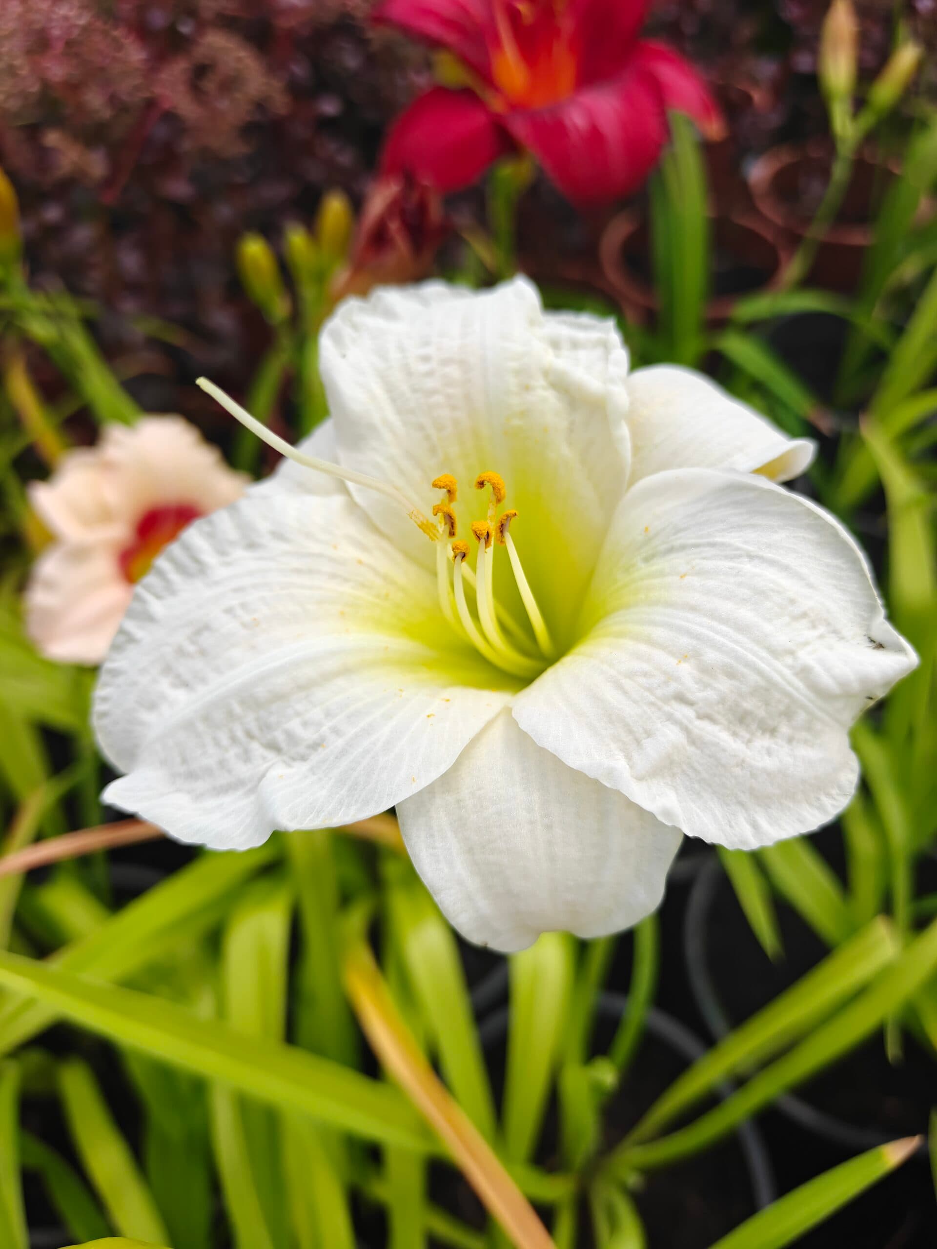 Crin de o zi (Hemerocallis) thumbnail 5