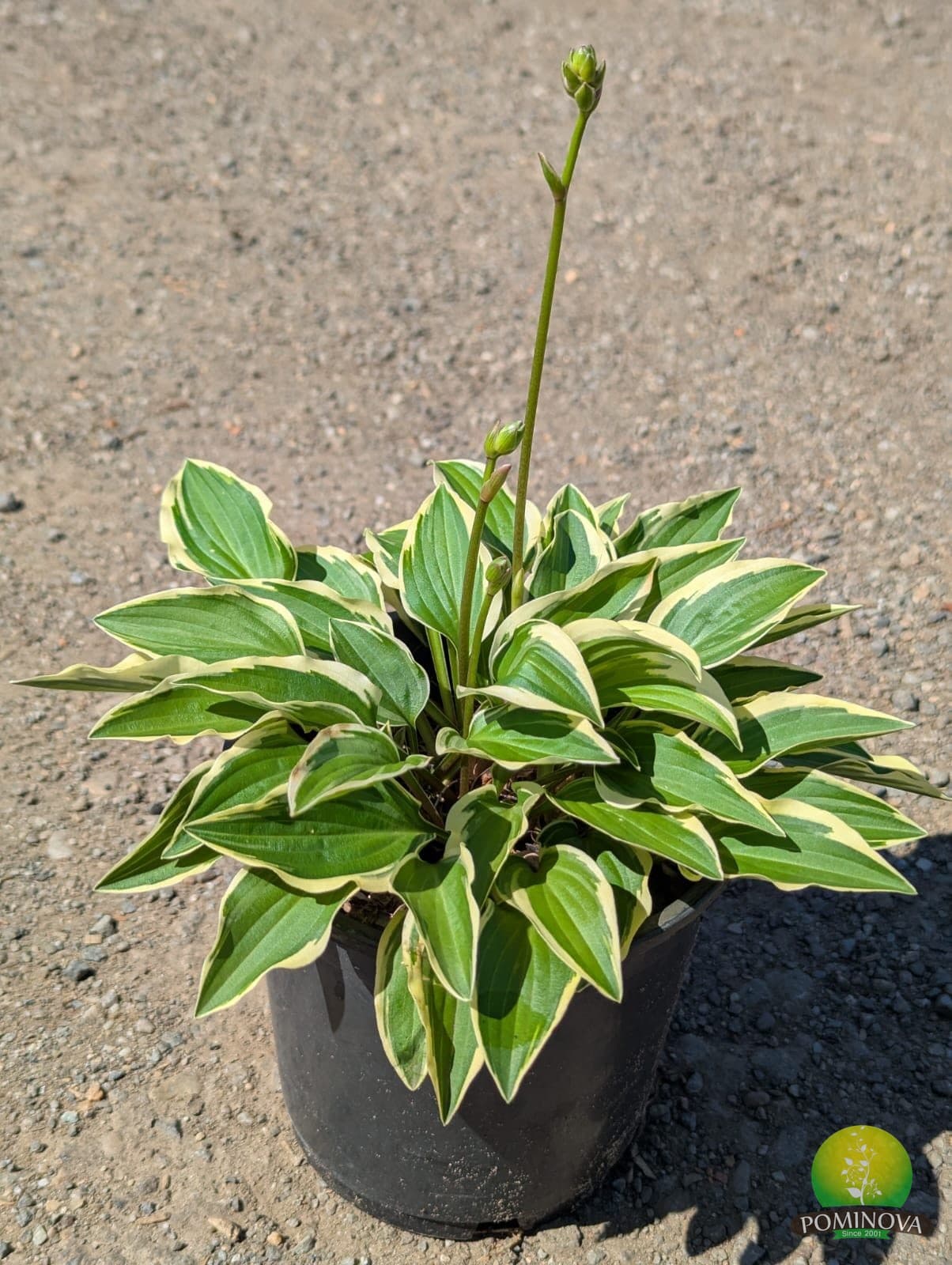 Crin de toamnă (Hosta)