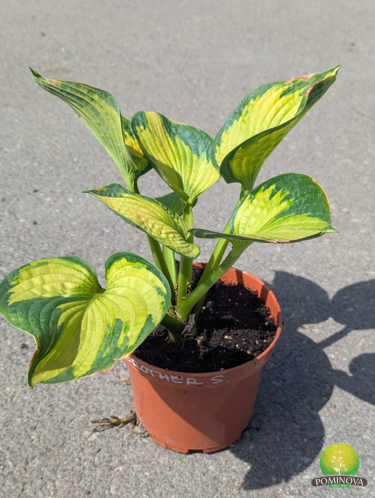 Crin de toamnă (Hosta) thumbnail 3