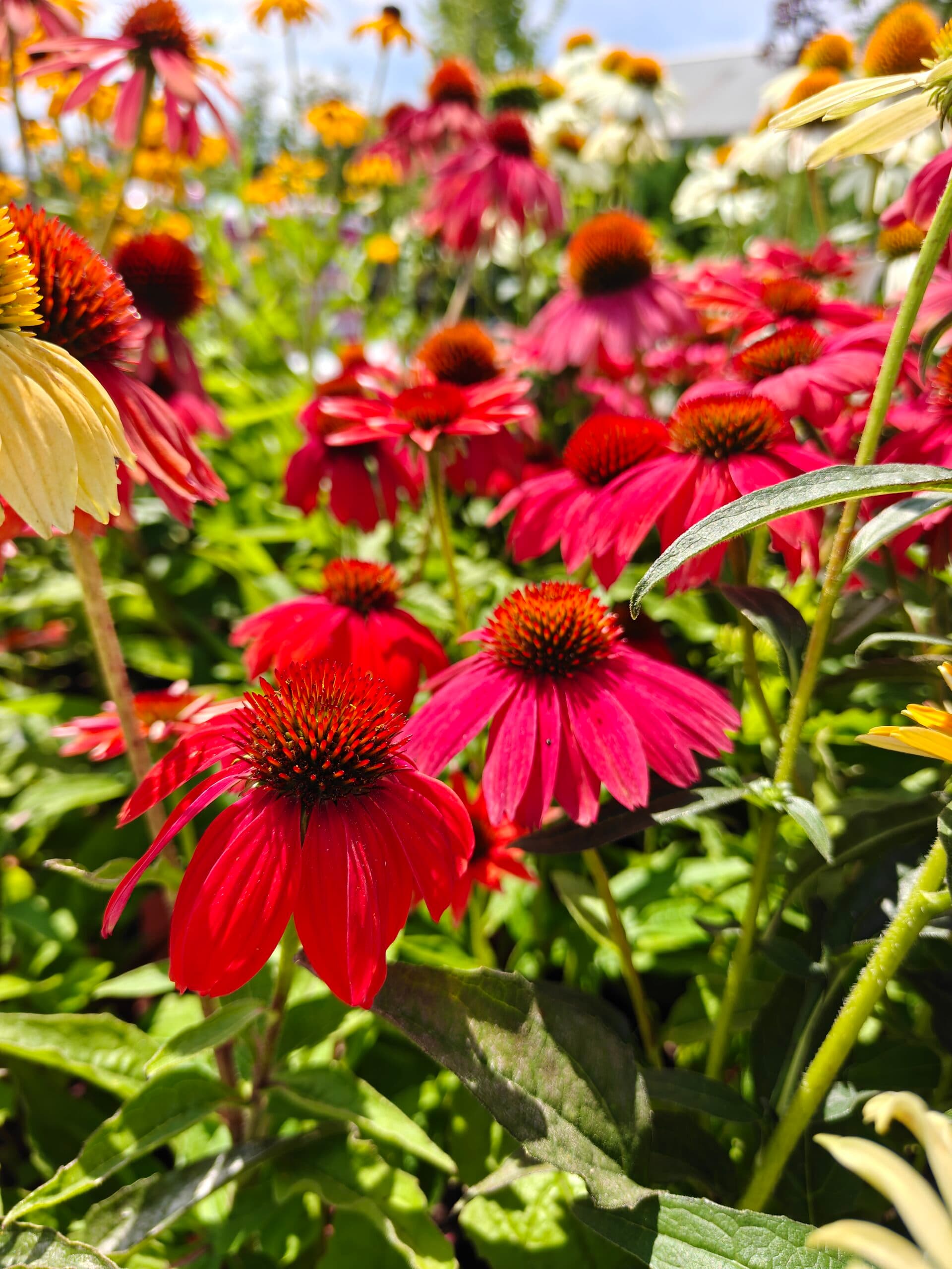 Pălăria soarelui (Echinacea 'Cheyenne Spirit') thumbnail 2