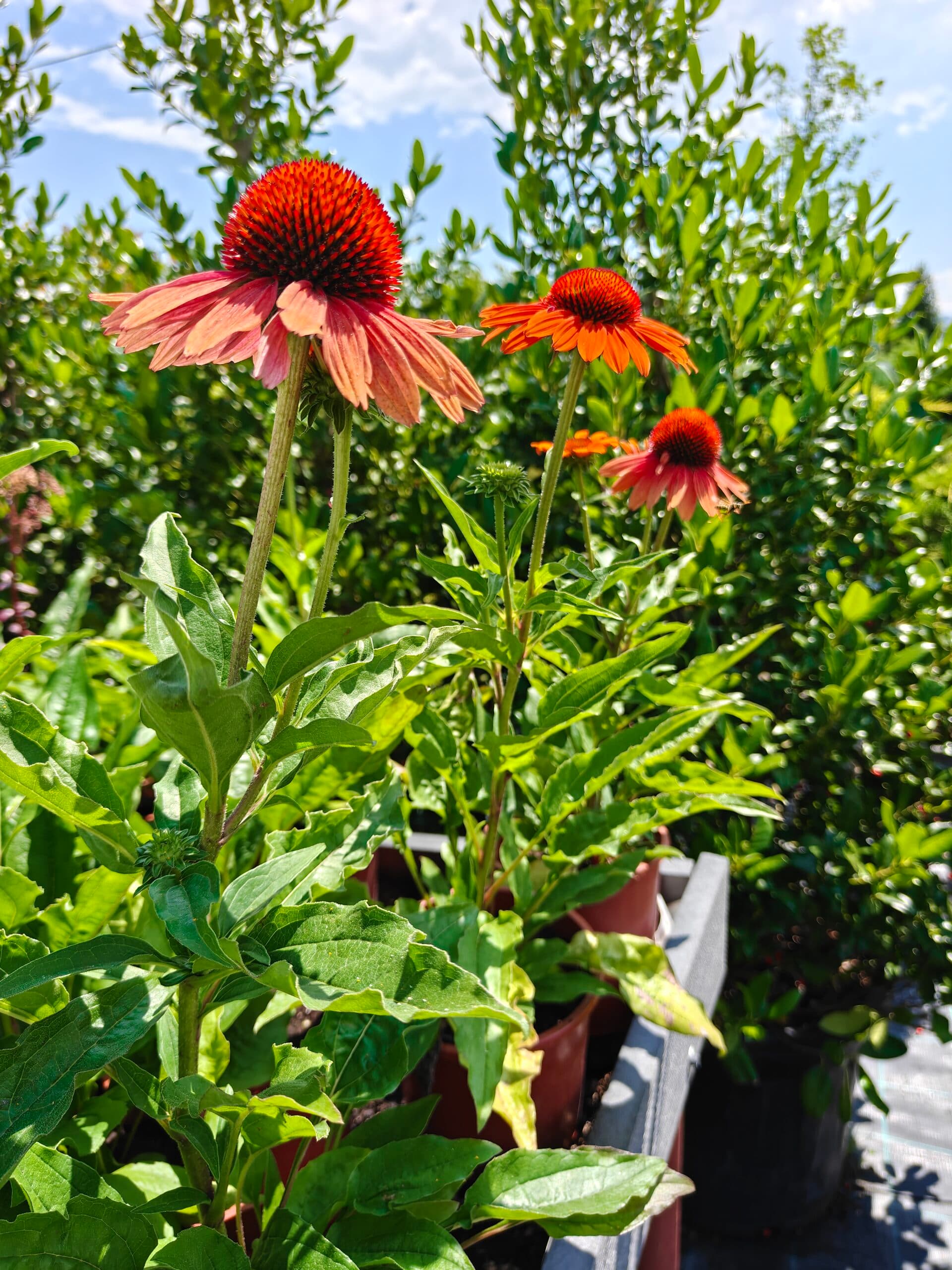 Pălăria soarelui (Echinacea 'Cheyenne Spirit') thumbnail 3