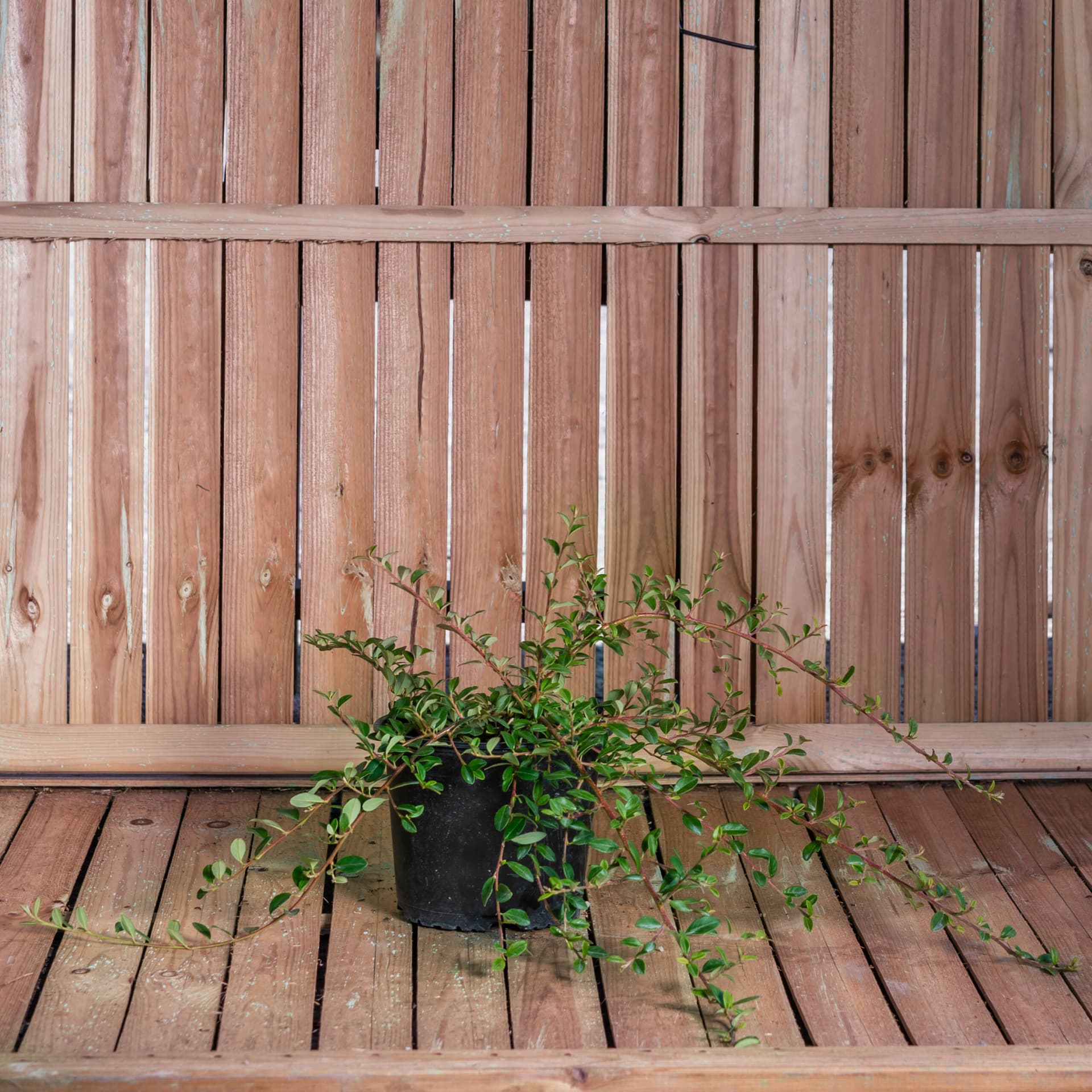 Bârcoace 'Eicholz' (Cotoneaster radicans 'Eicholz')