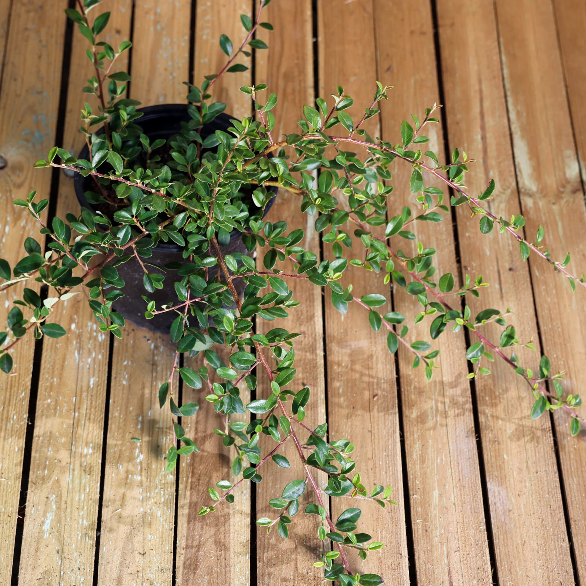 Bârcoace 'Eicholz' (Cotoneaster radicans 'Eicholz') thumbnail 2