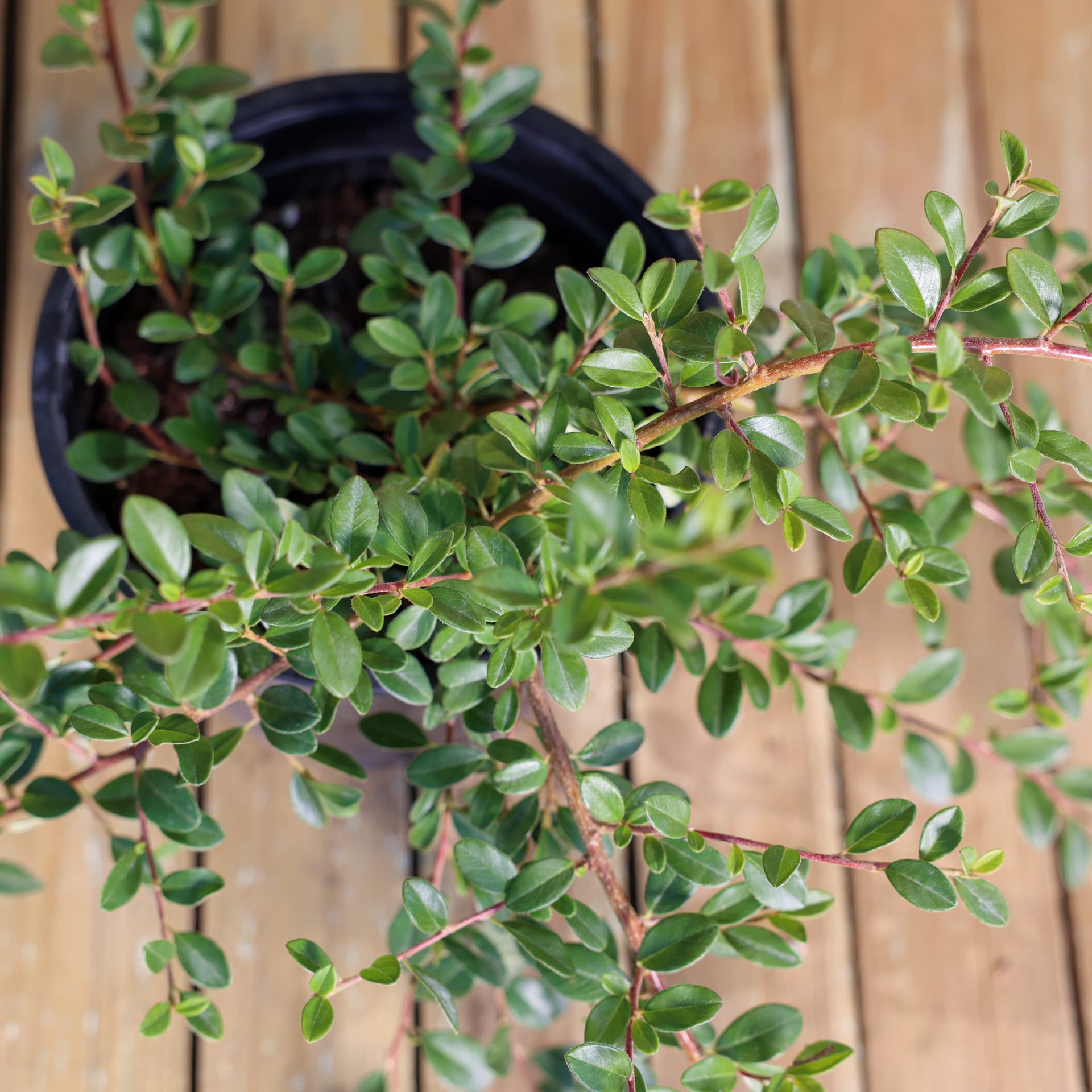 Bârcoace 'Eicholz' (Cotoneaster radicans 'Eicholz') thumbnail 3